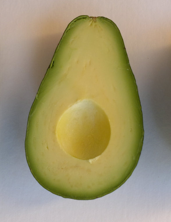 Avocado - Edranol - cold hardy - Winter/spring ripening flyingdragonnursery