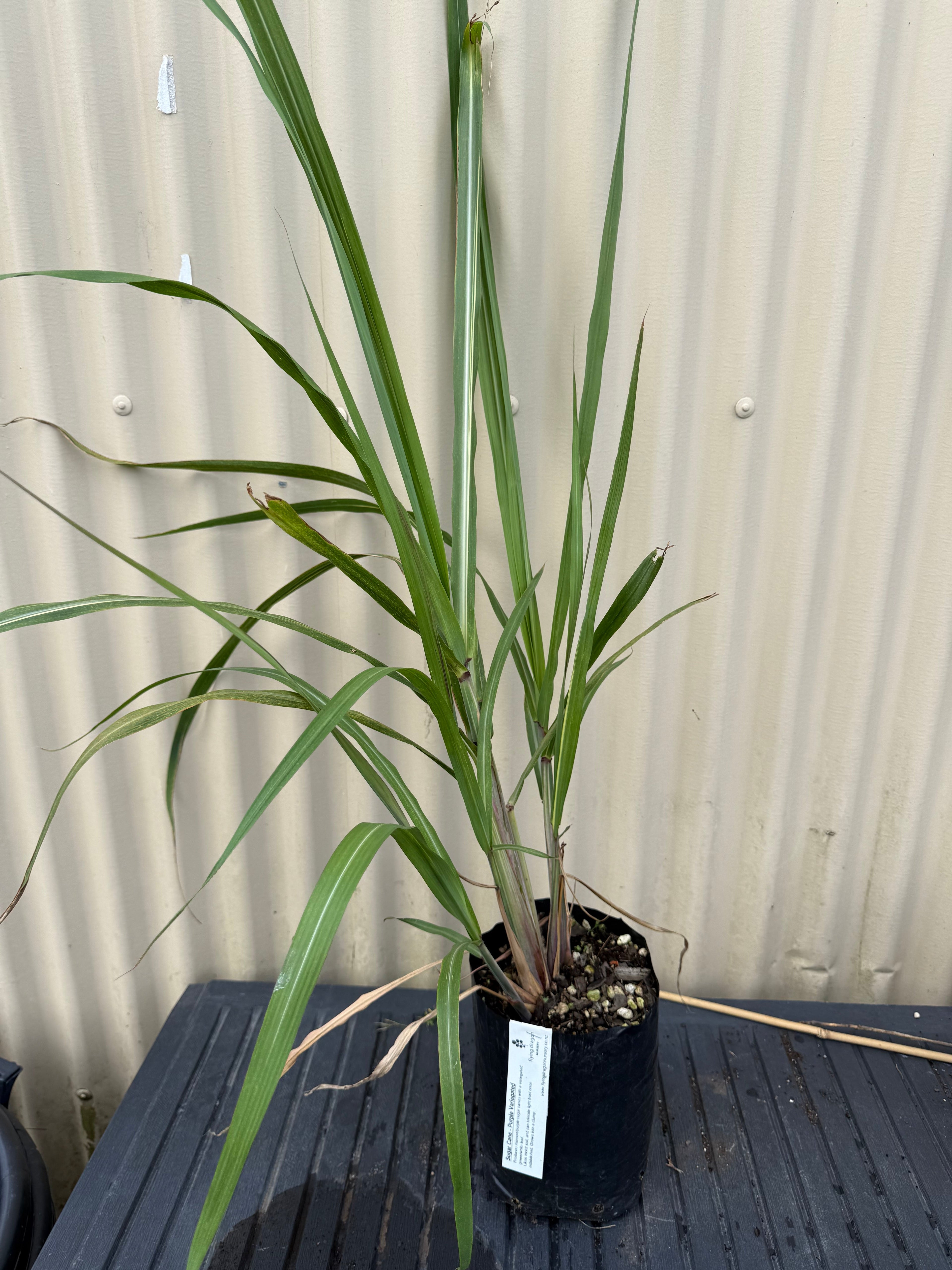 Sugarcane (Red, White, Purple Variegated) flyingdragonnursery
