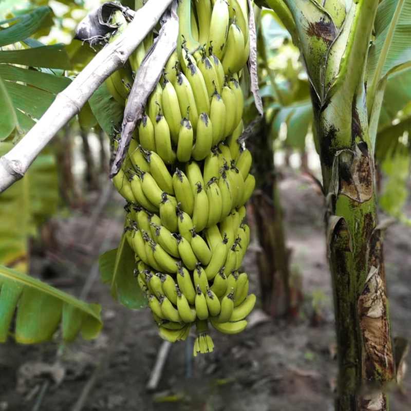 Banana - Dwarf Cavendish flyingdragonnursery