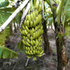 Banana - Dwarf Cavendish flyingdragonnursery