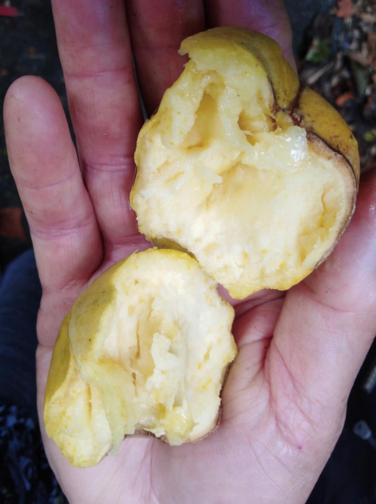 Casimiroa (white sapote) - Spangler - Grafted flyingdragonnursery