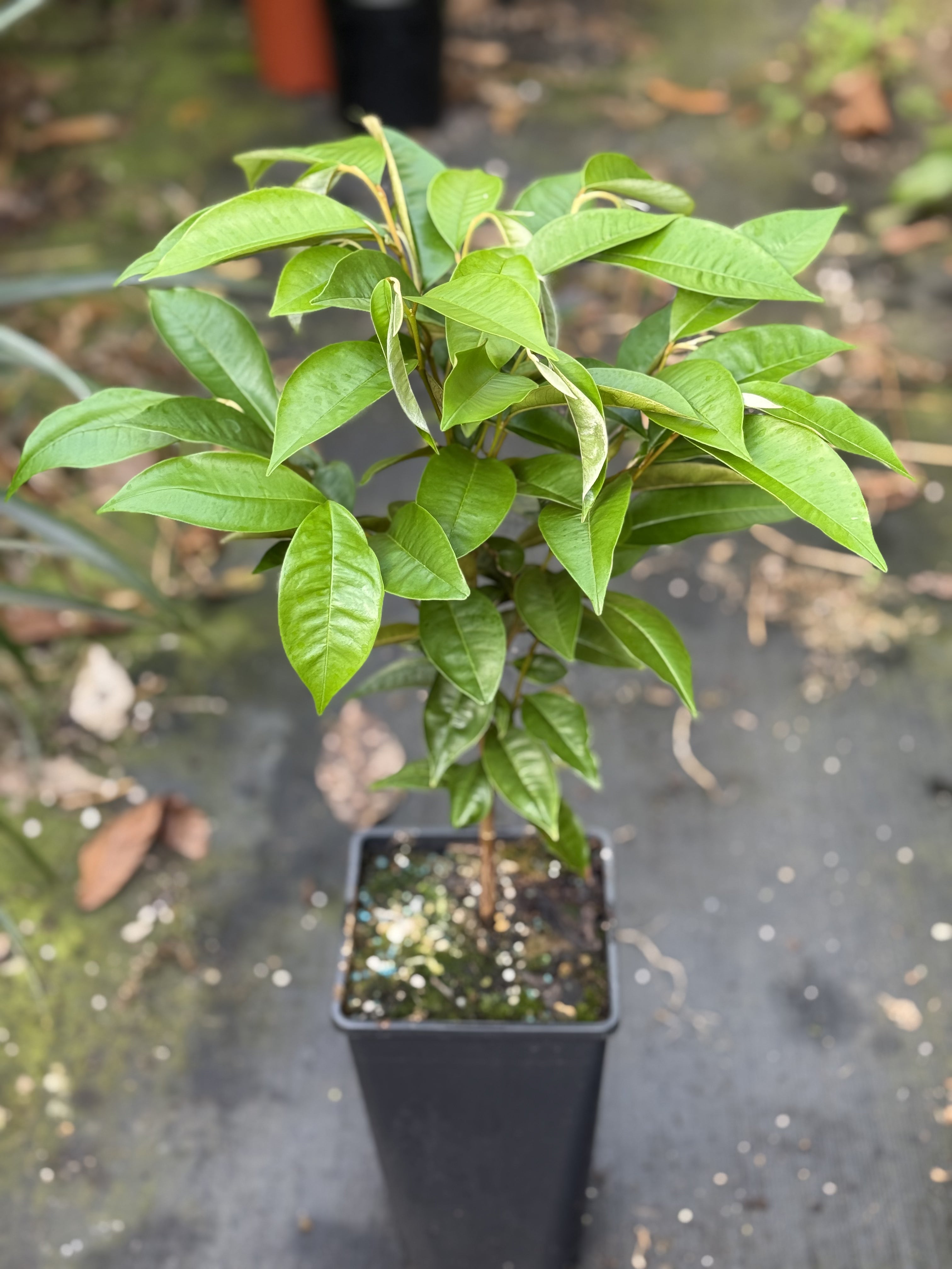 Purple Star Apple flyingdragonnursery