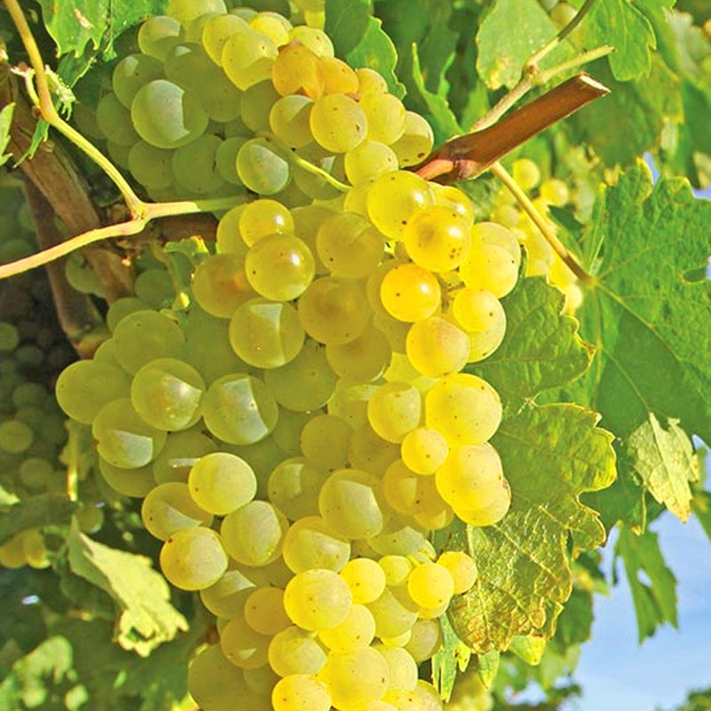 Grape - Himrod Seedless flyingdragonnursery