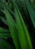 Pandan plant flyingdragonnursery