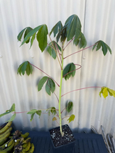 Yuca, Cassava flyingdragonnursery