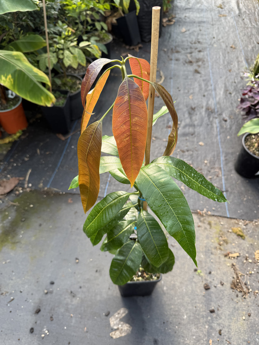 Mango - Kesar Seedling flyingdragonnursery