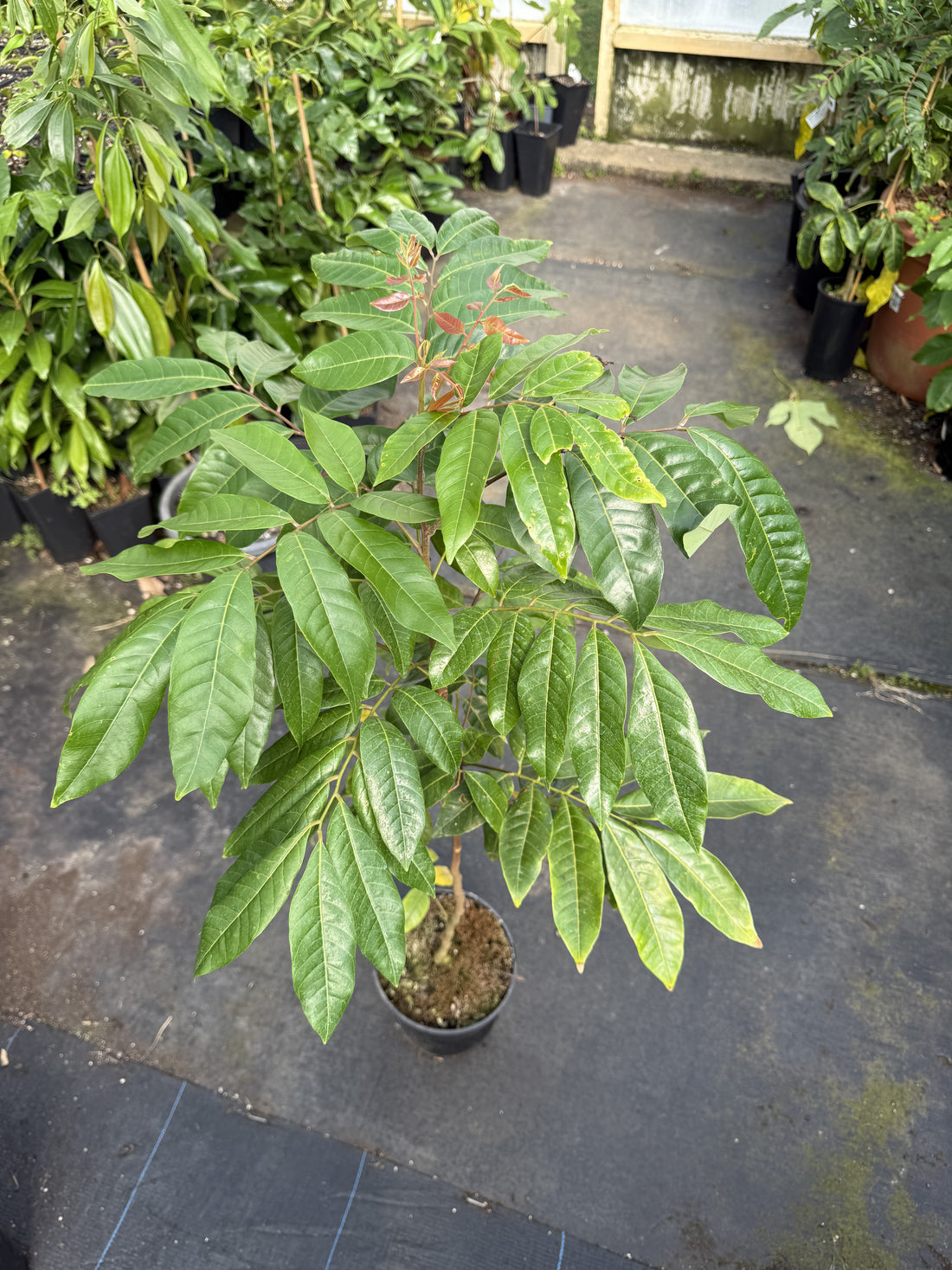 Longan flyingdragonnursery