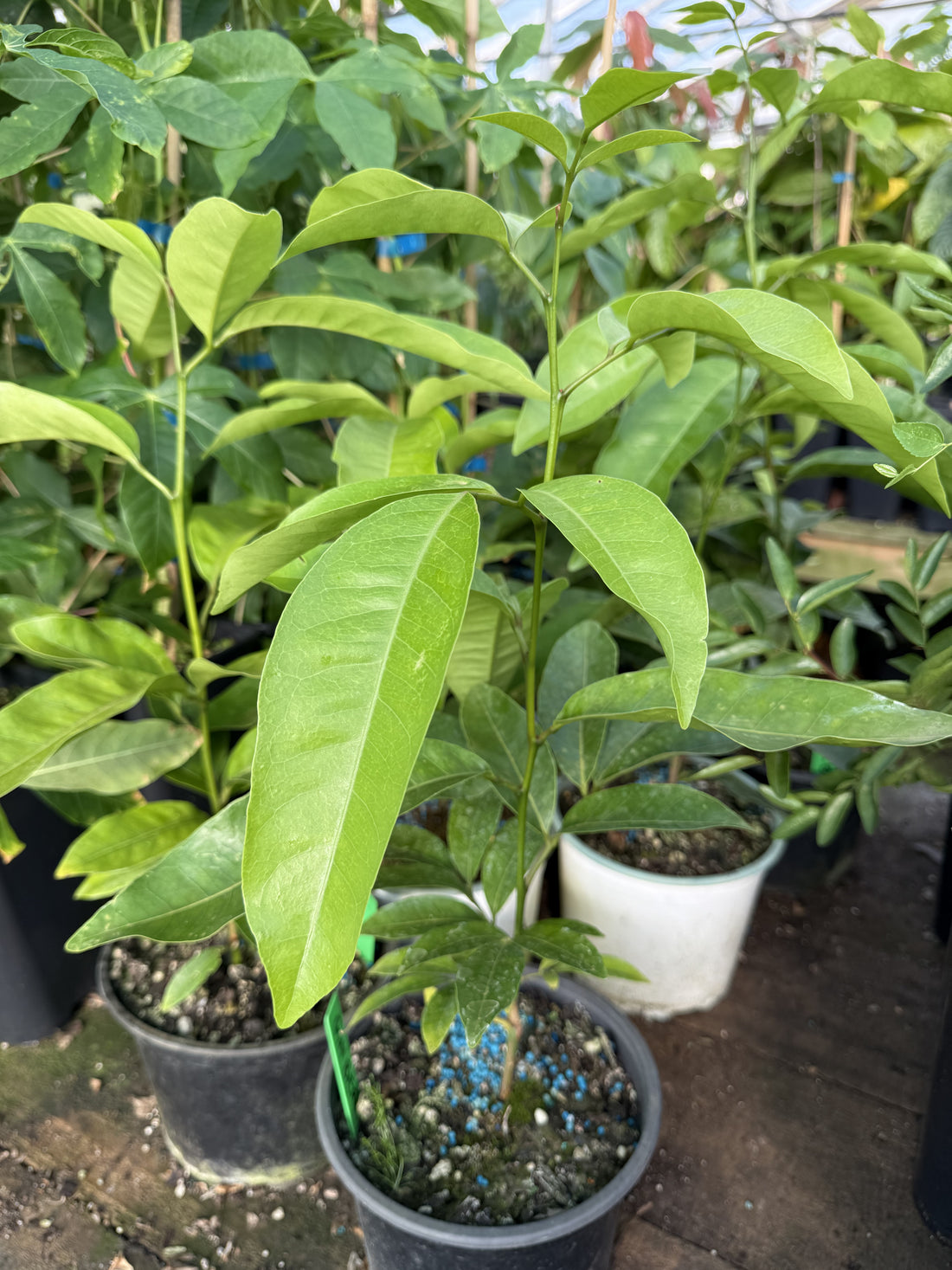 Gin Berry flyingdragonnursery