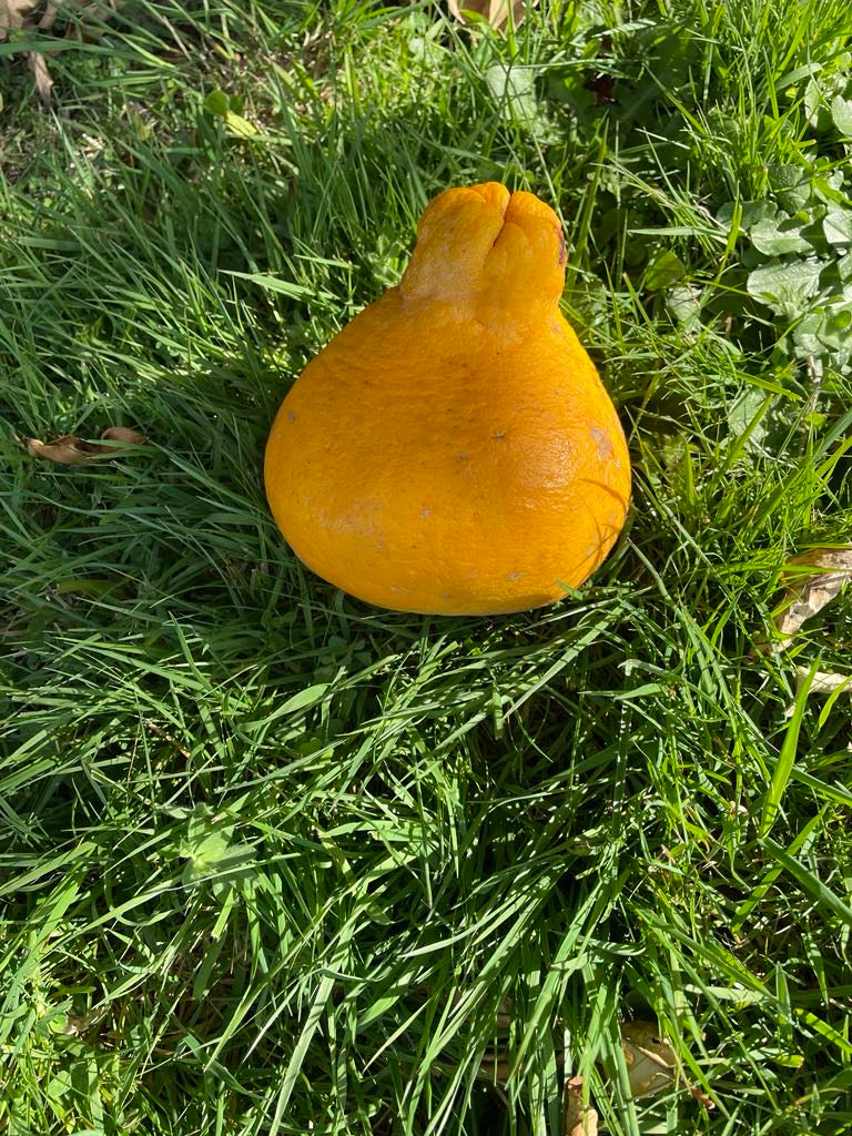 Pomelo - Kao Phuang flyingdragonnursery