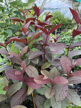Guava - Purple Malay flyingdragonnursery