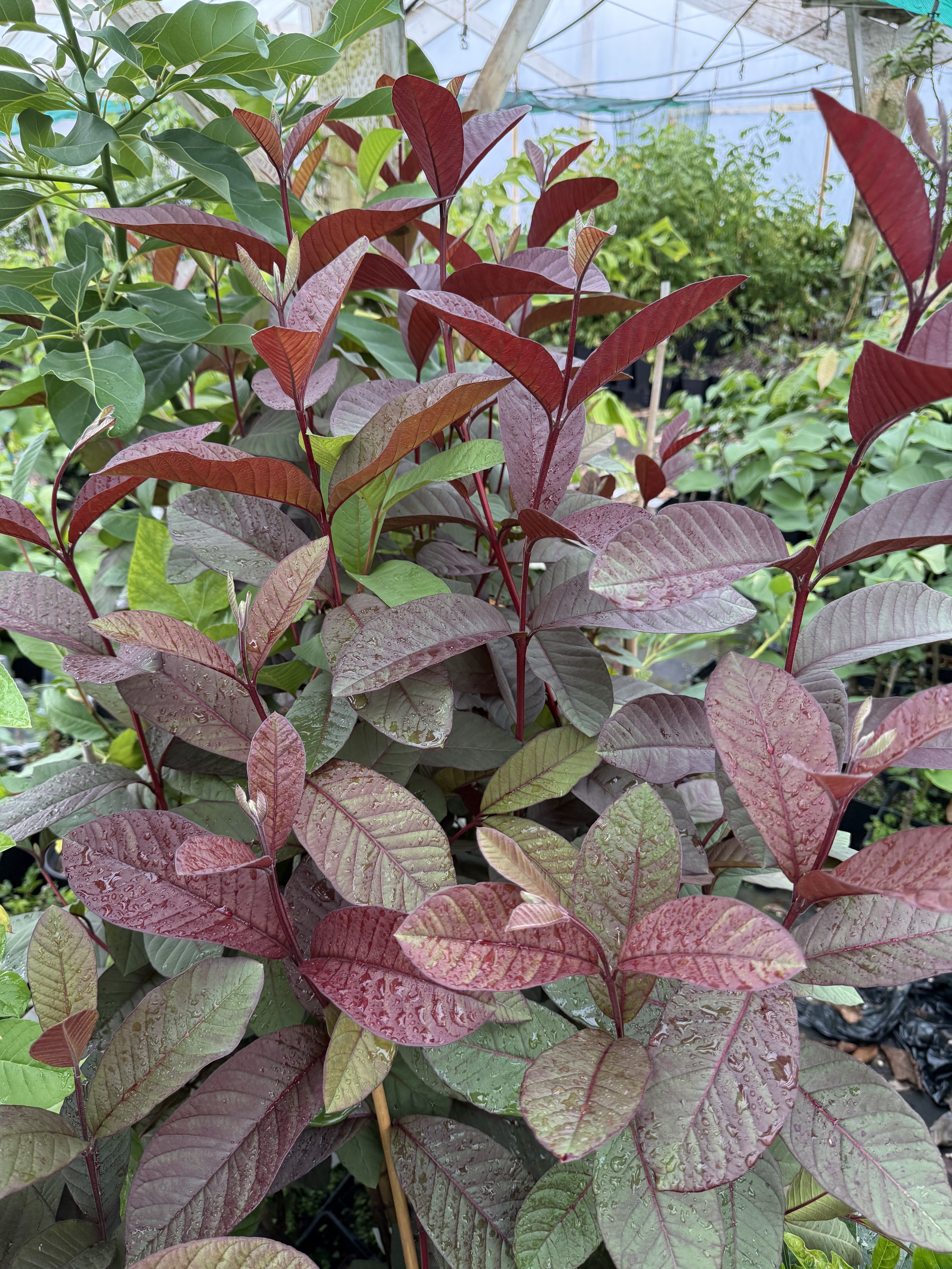 Guava - Purple Malay flyingdragonnursery