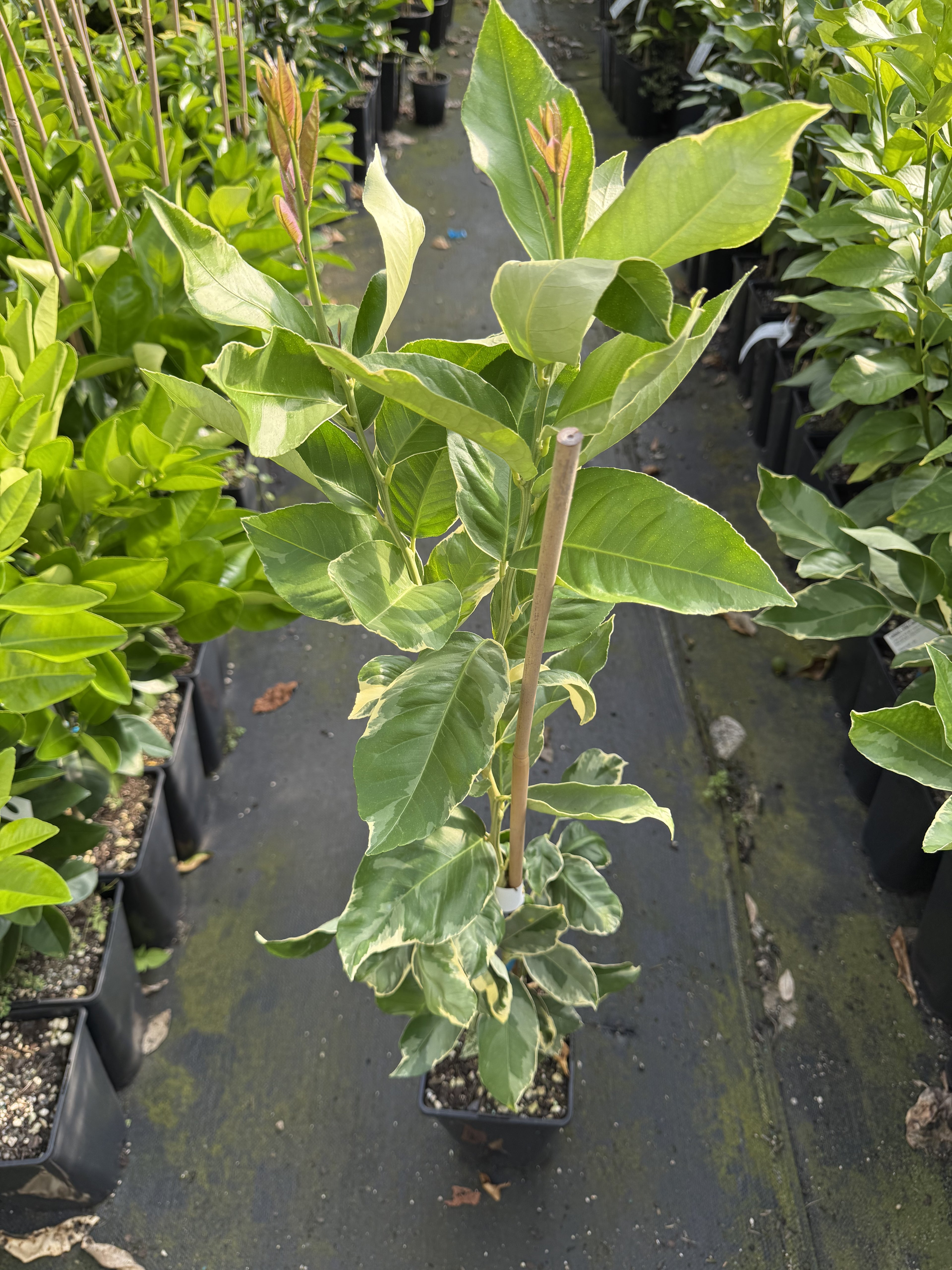 Lemon - Eureka Variegata flyingdragonnursery