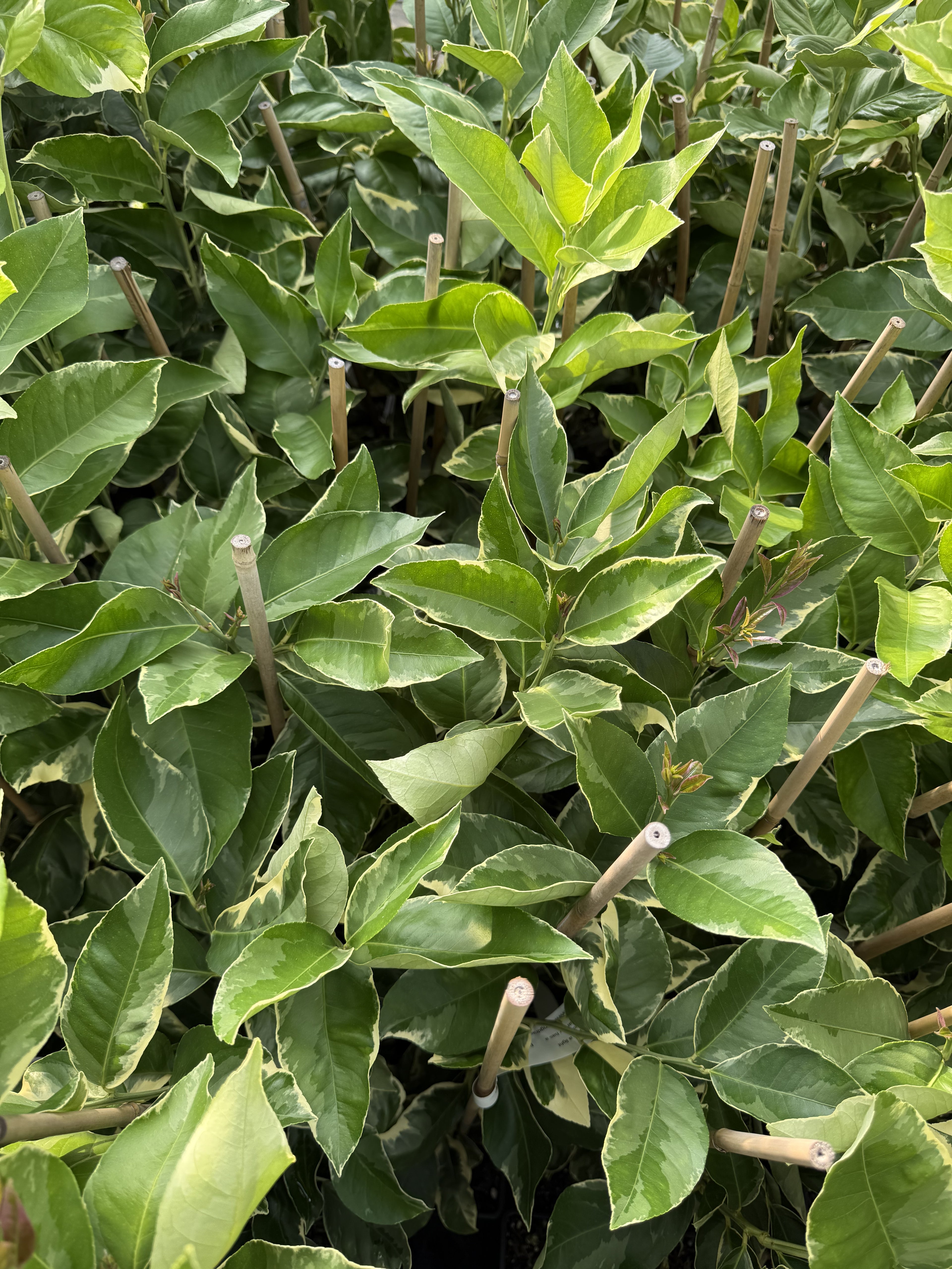 Lemon - Eureka Variegata flyingdragonnursery