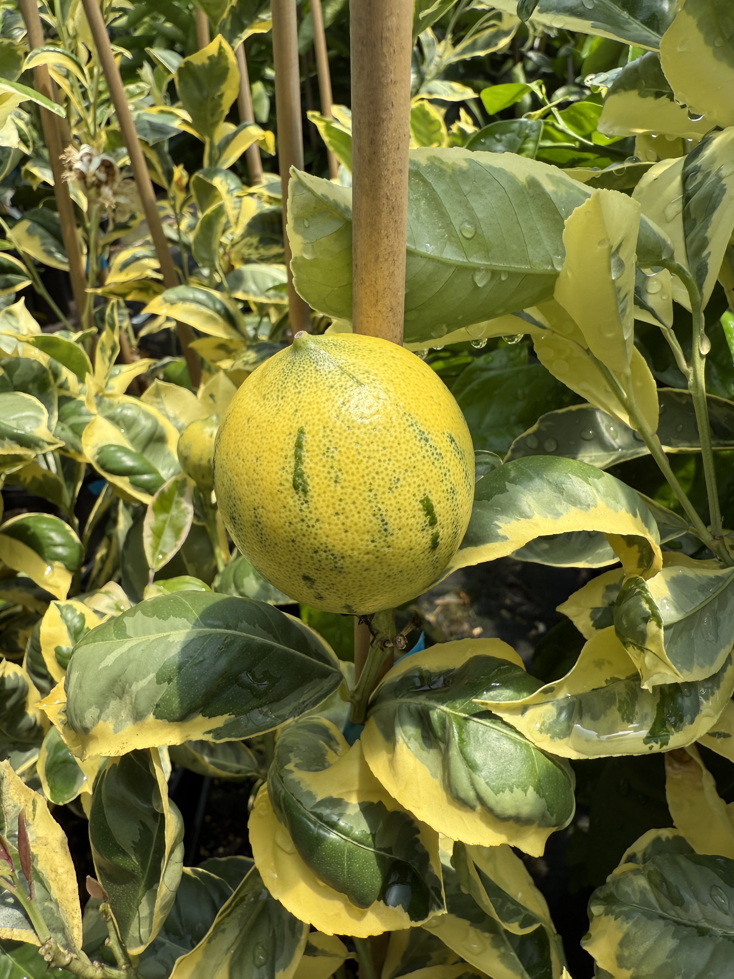 Lemon - Rainbow Meyer flyingdragonnursery