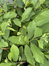 Atemoya - African Pride - grafted flyingdragonnursery