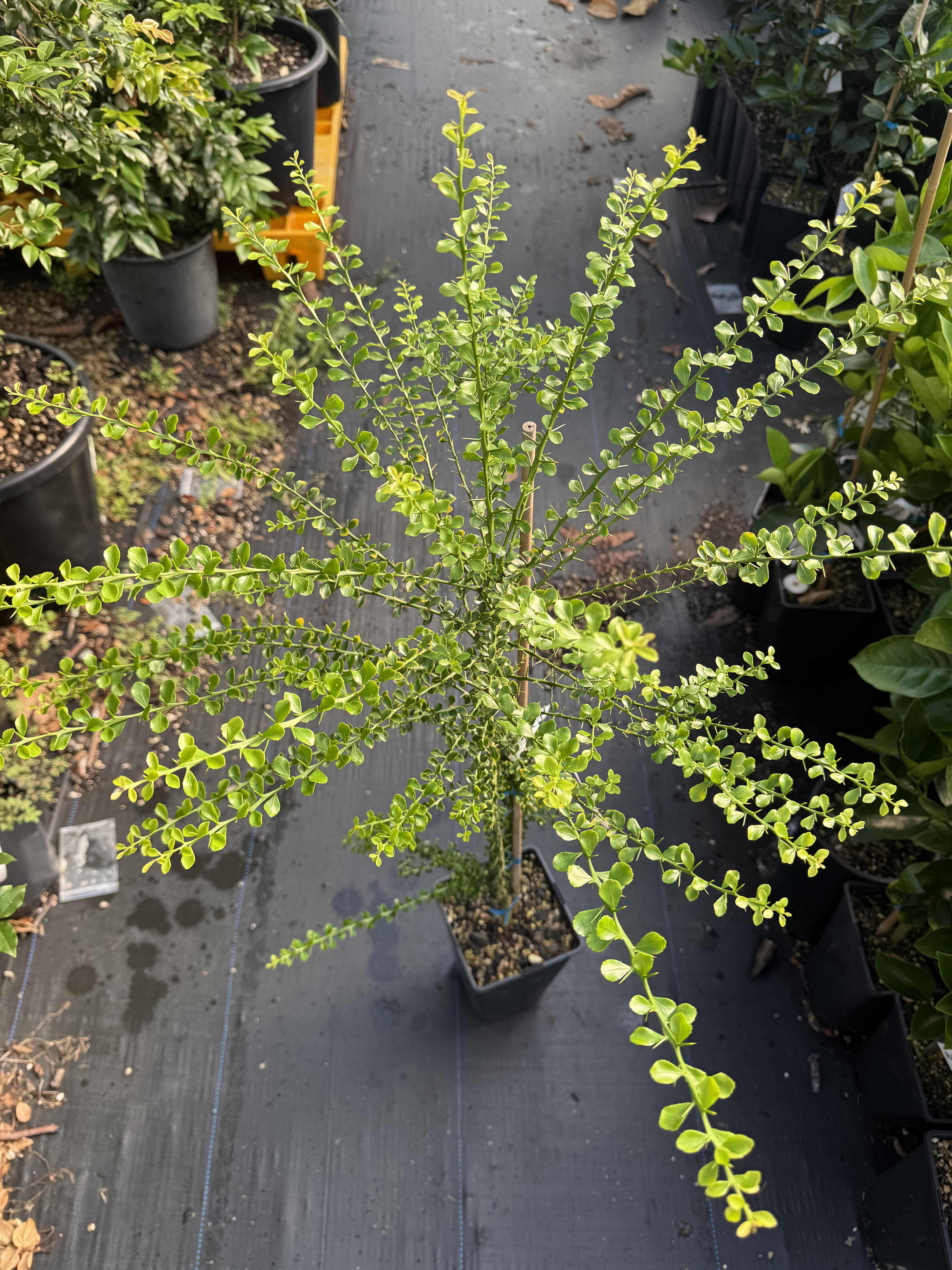 Finger Lime - Green - Mini leaf - Grafted flyingdragonnursery