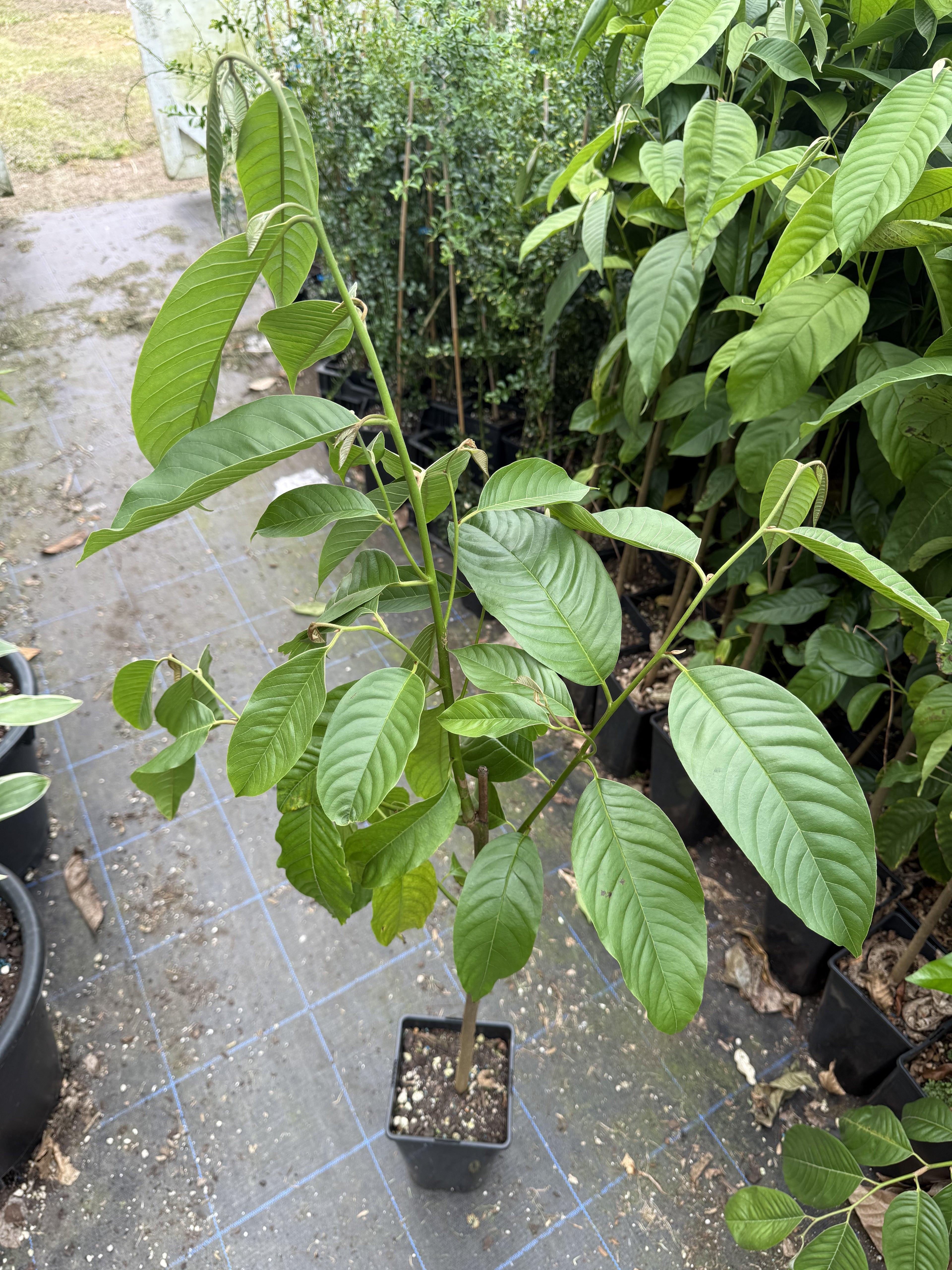 Rollinia Deliciosa, Biribá (Lemon meringue pie fruit) flyingdragonnursery