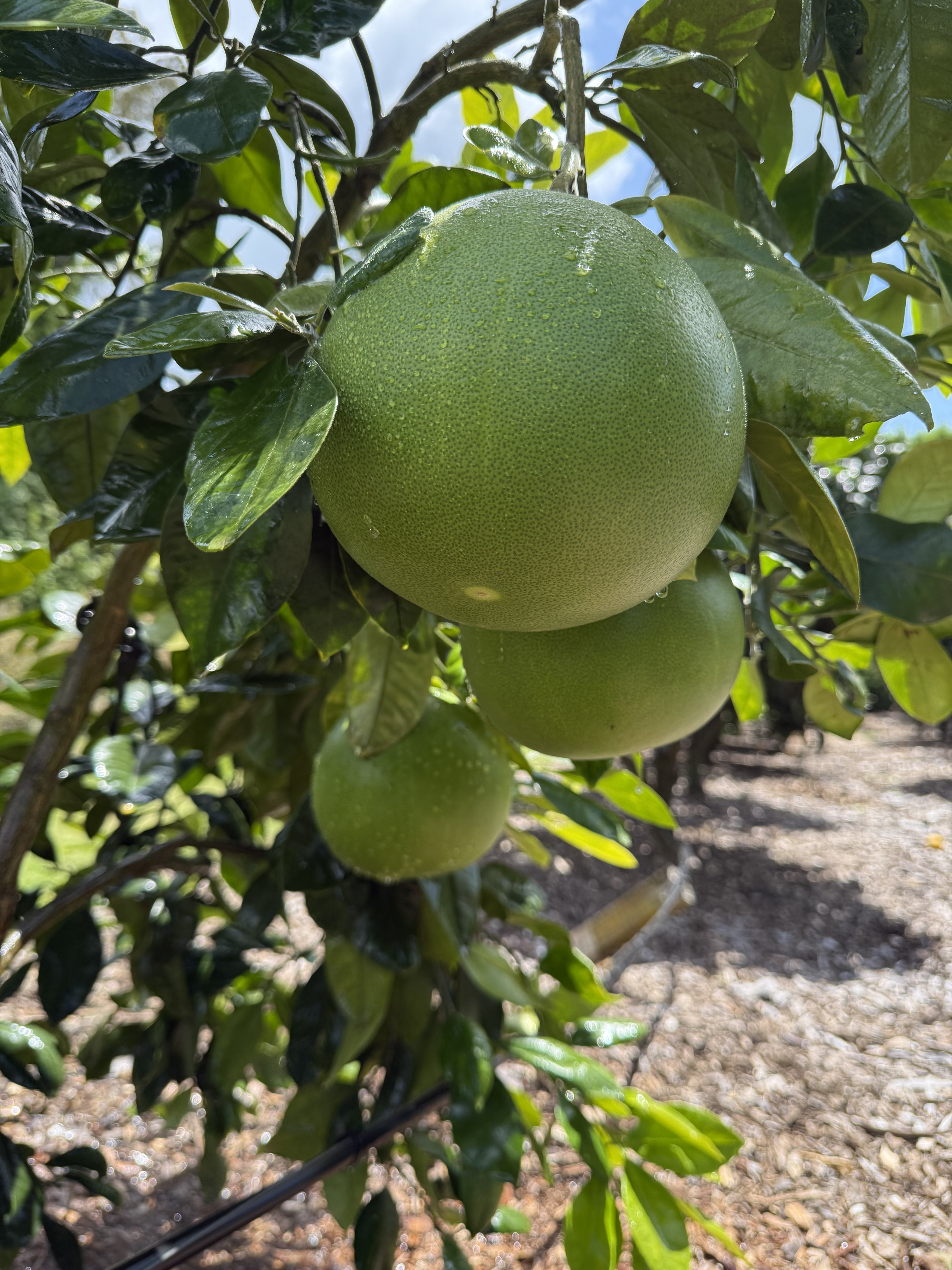 Pomelo - Pink flesh flyingdragonnursery
