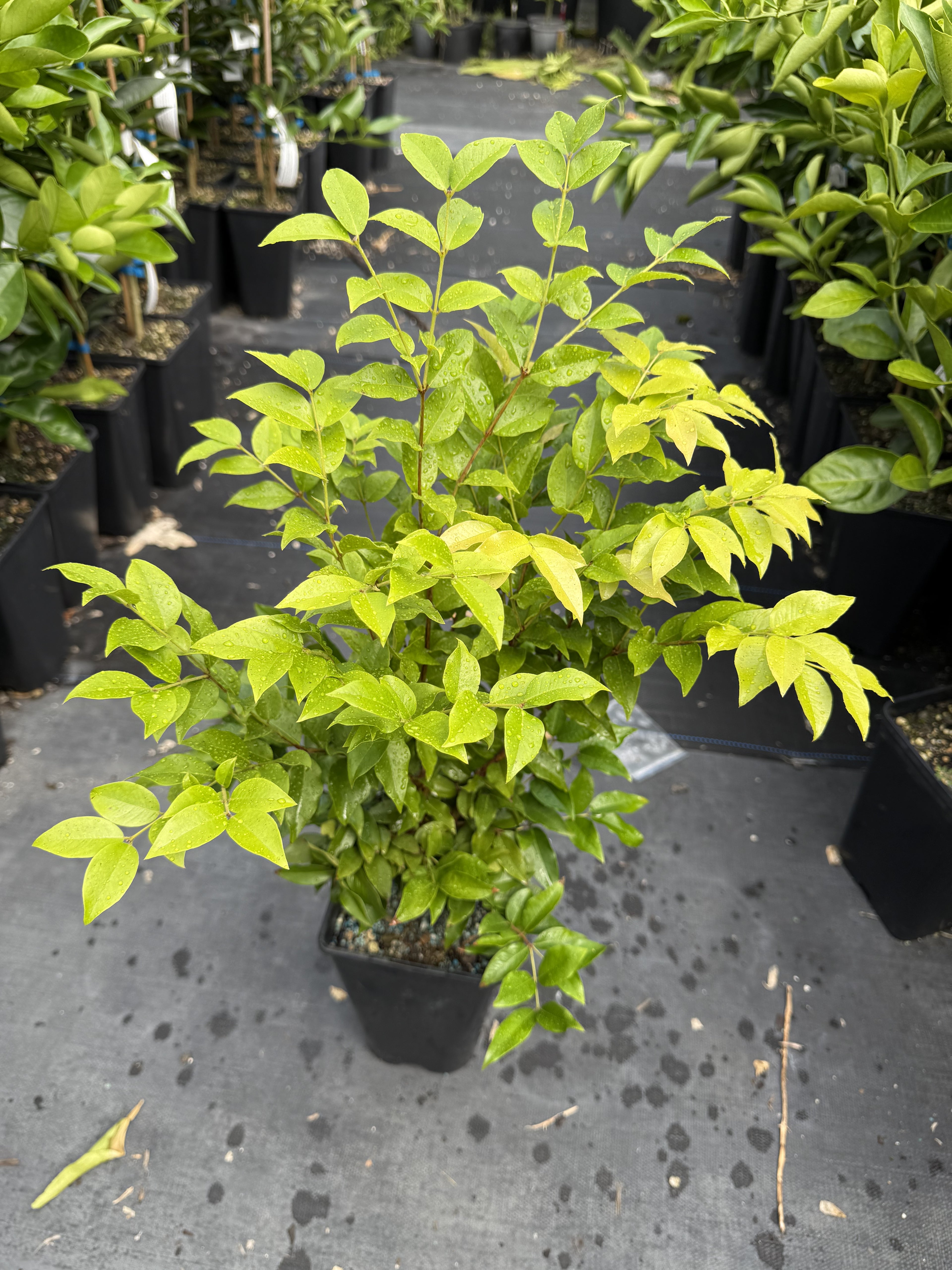 Jaboticaba - Red Hybrid flyingdragonnursery