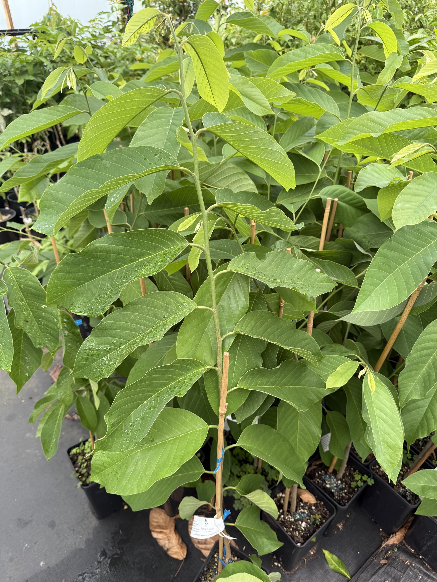 Atemoya - African Pride - grafted flyingdragonnursery