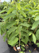 Atemoya - African Pride - grafted flyingdragonnursery
