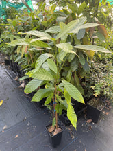 Theobroma Cacao - Forastero flyingdragonnursery