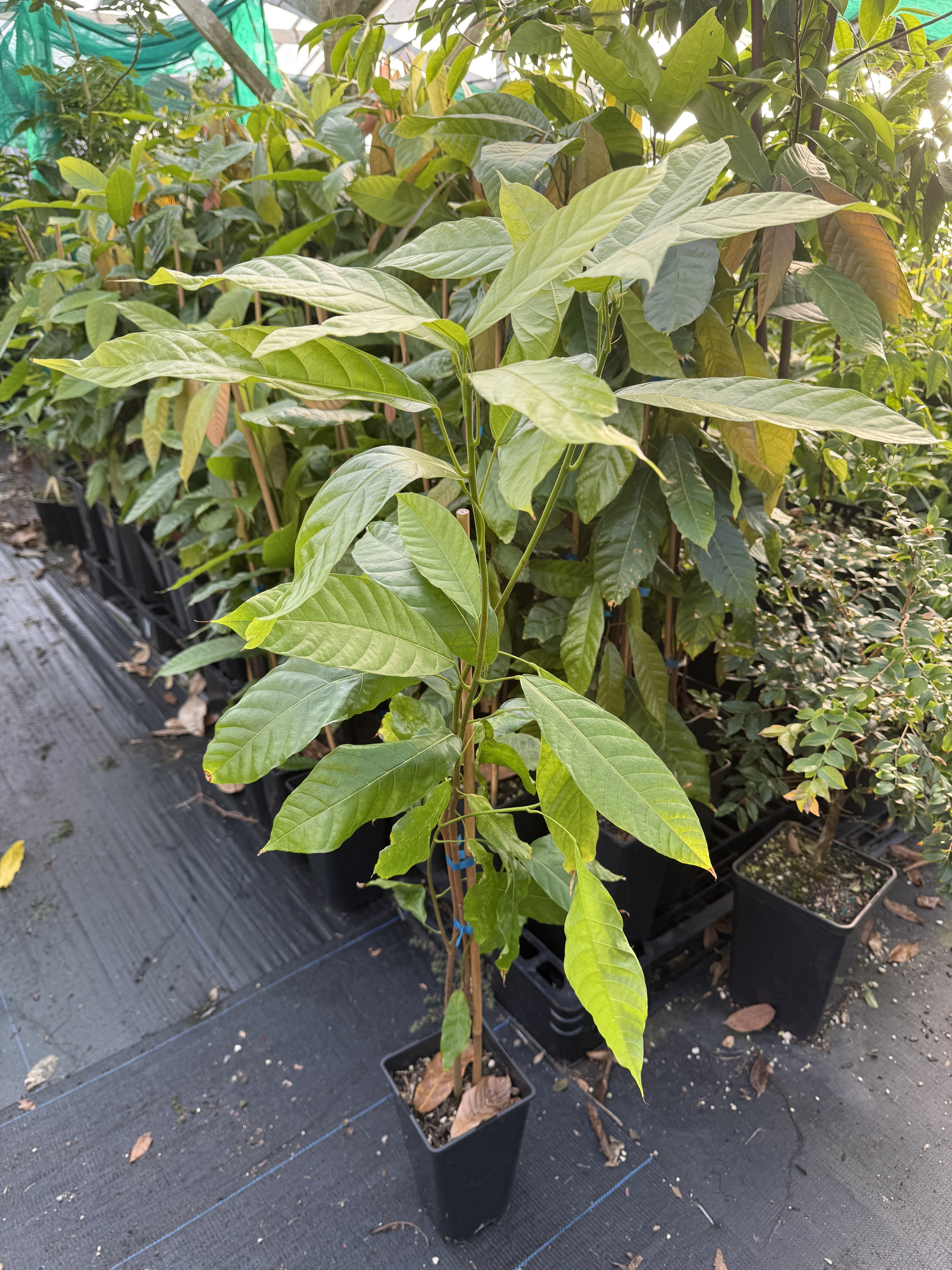 Theobroma Cacao - Forastero flyingdragonnursery