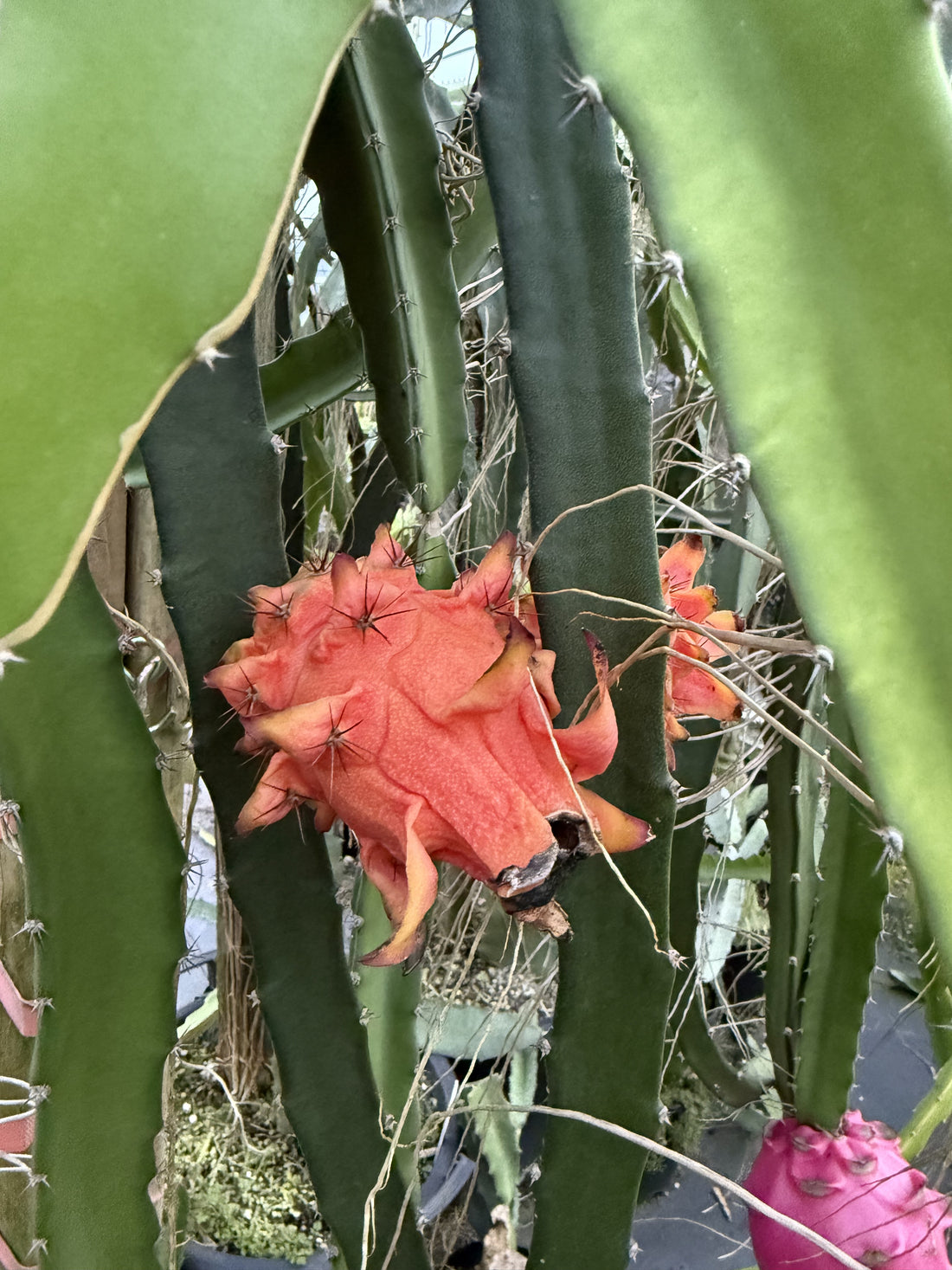 Dragonfruit - Frankie’s Red (Orange Dwarf) flyingdragonnursery