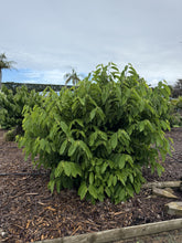 Atemoya - African Pride - grafted flyingdragonnursery