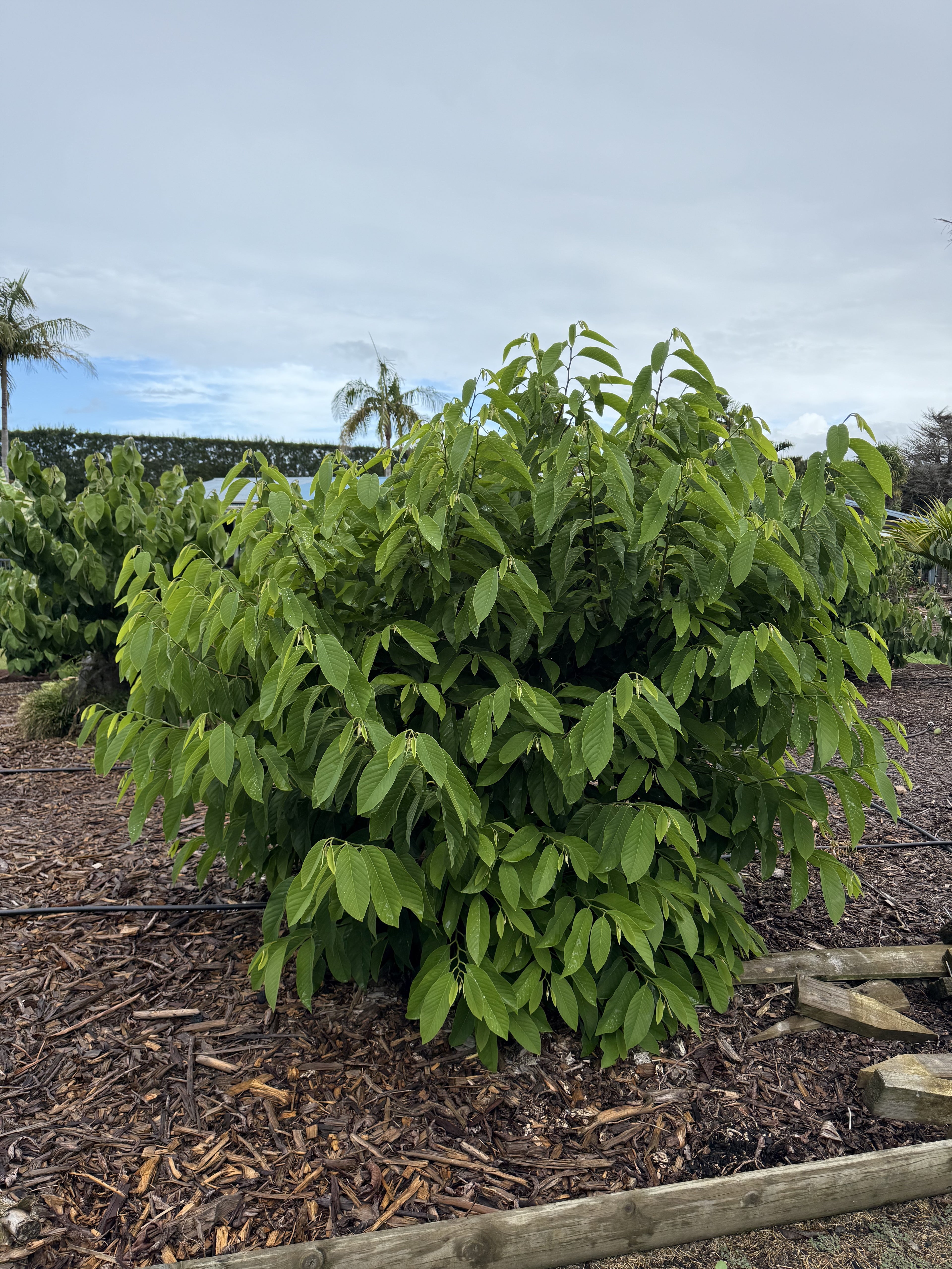 Atemoya - African Pride - grafted flyingdragonnursery