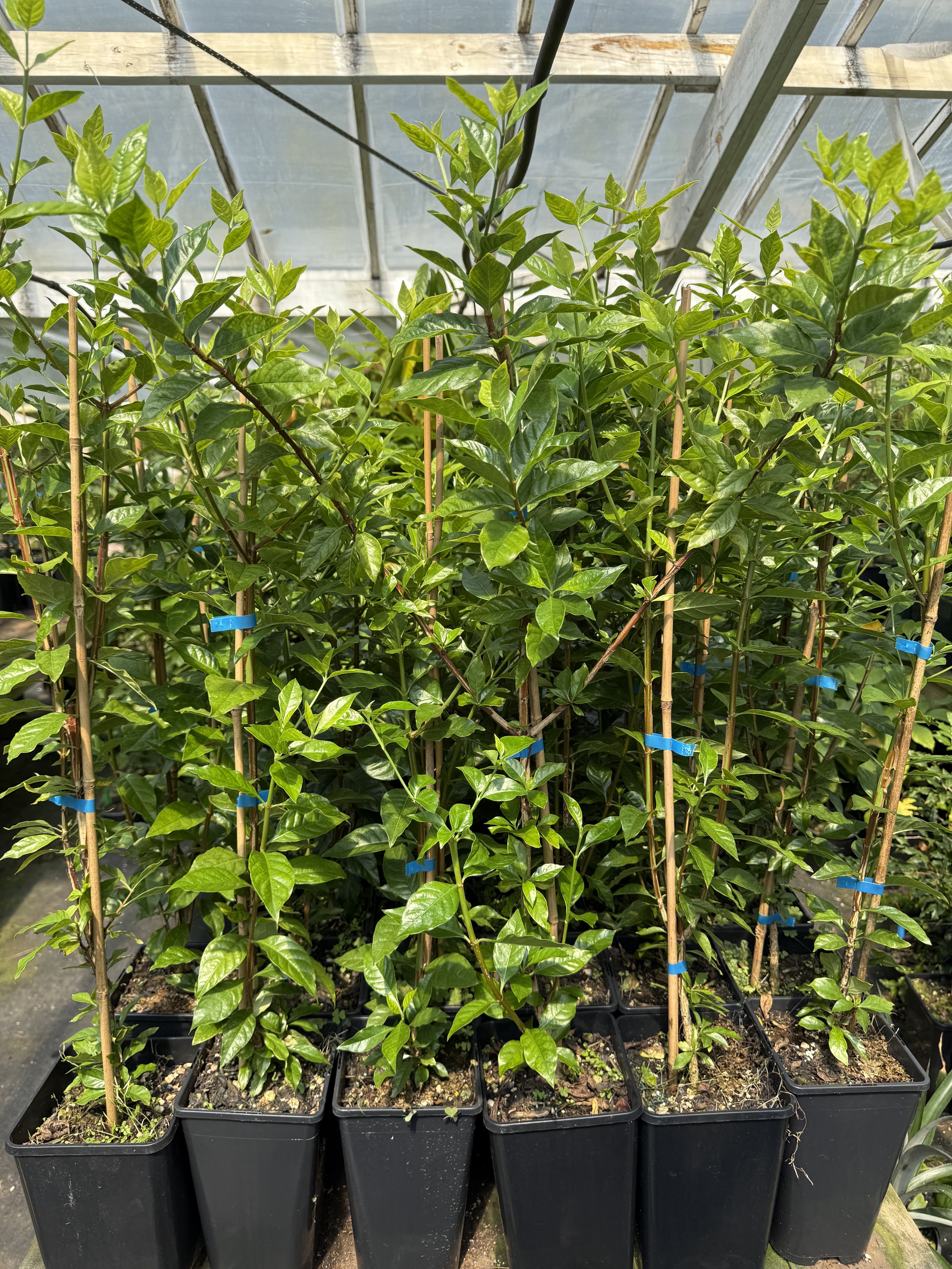 Blackberry Jam Fruit Plant flyingdragonnursery