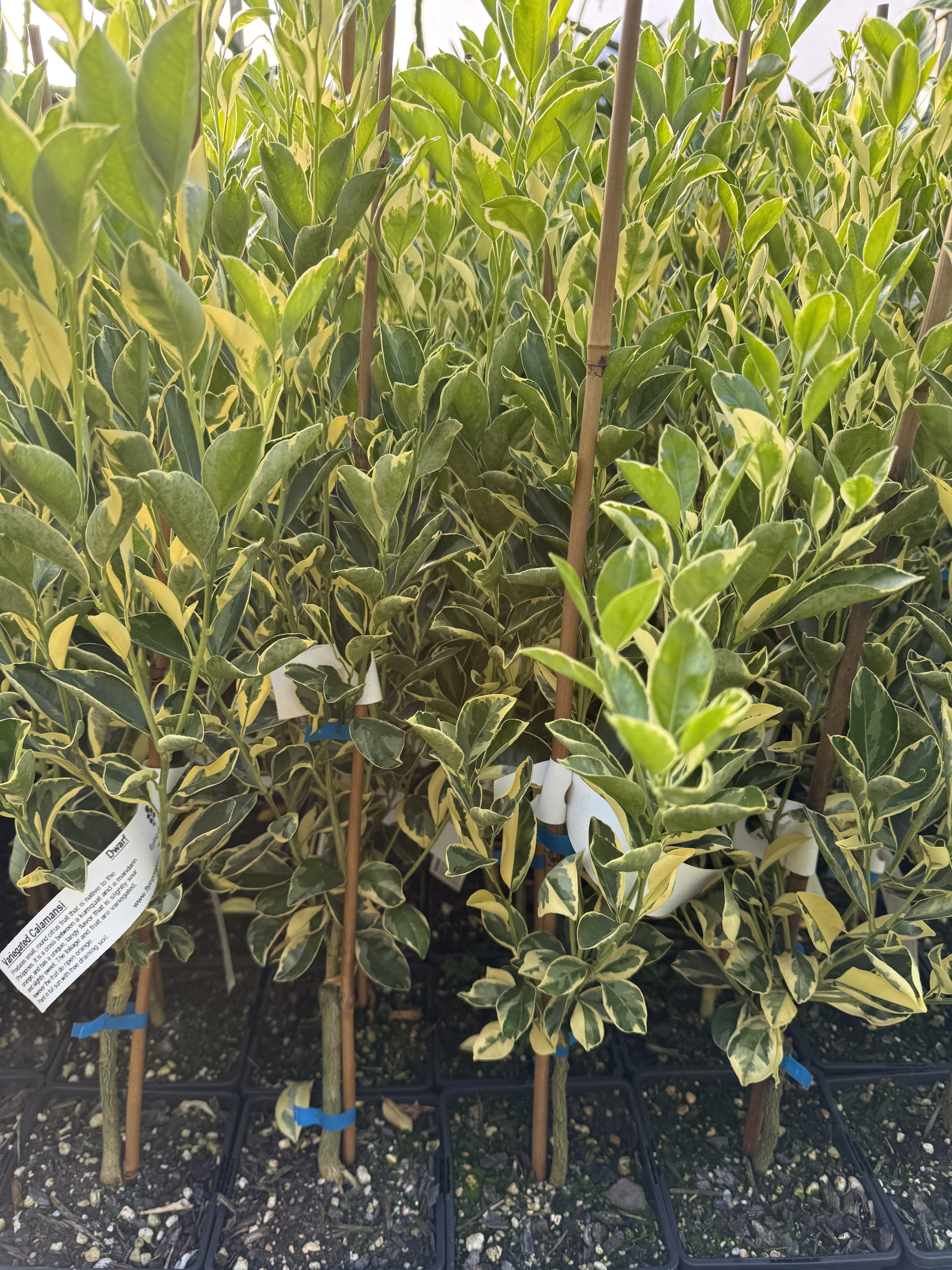 Calamansi - Variegated flyingdragonnursery