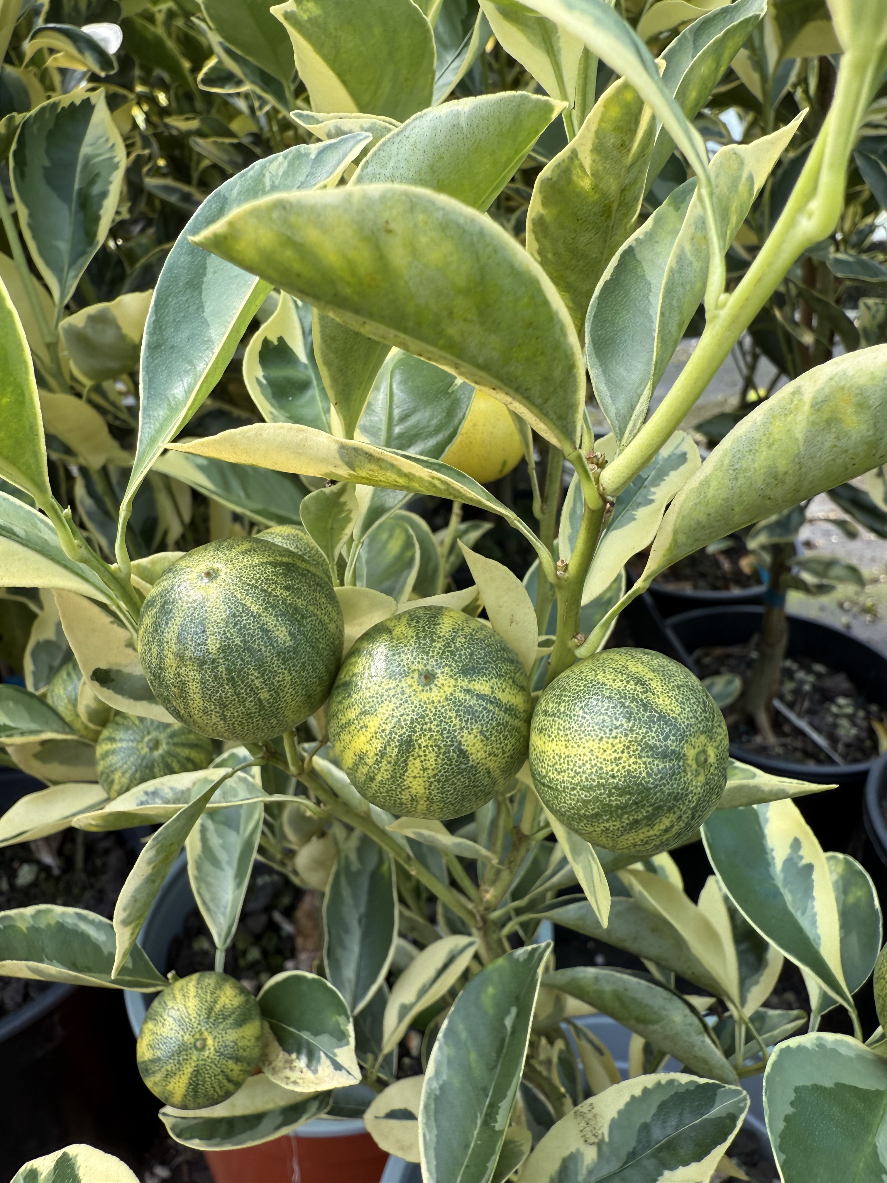 Calamansi - Variegated flyingdragonnursery