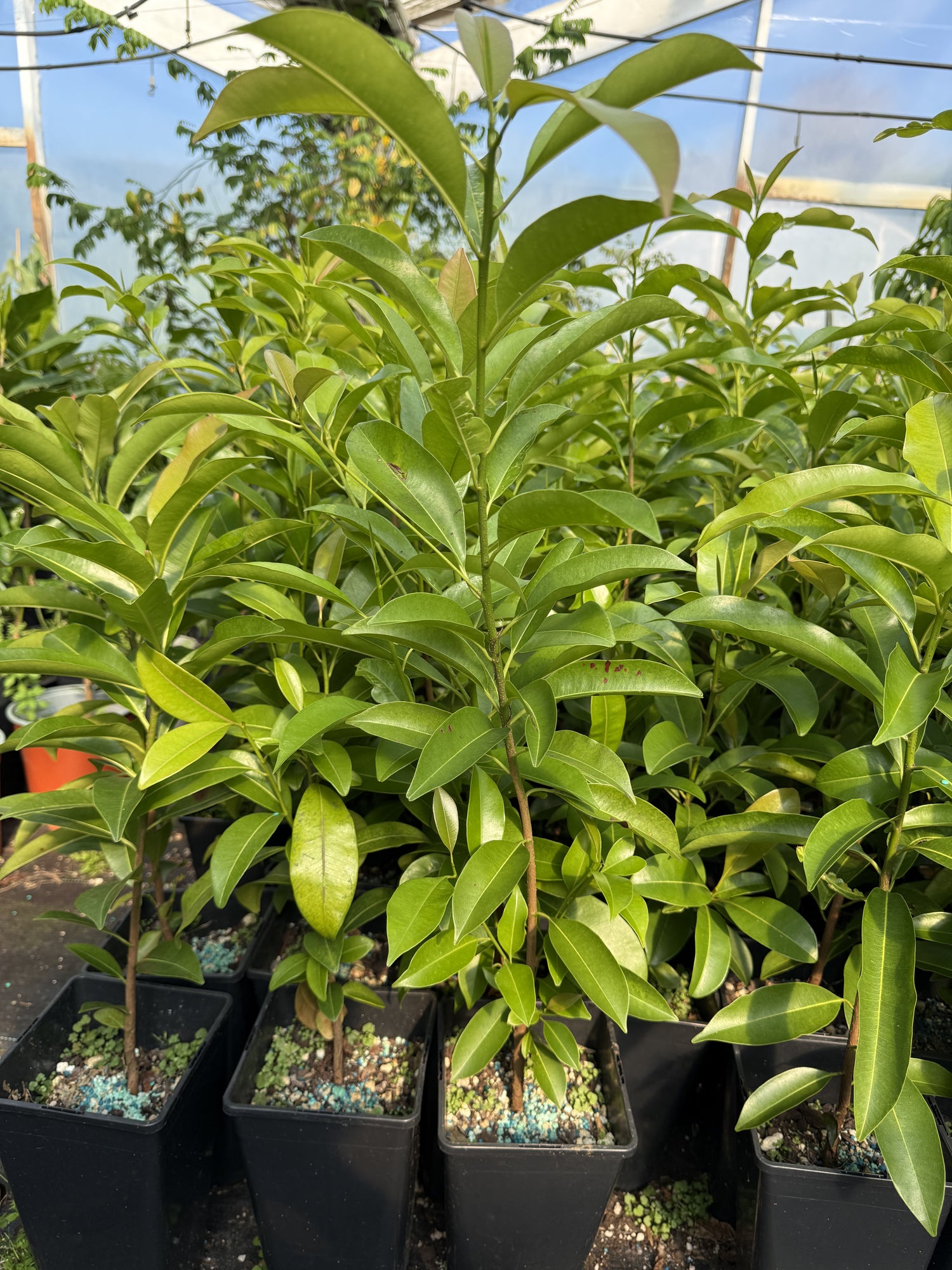 Sapodilla, Chiku Plant flyingdragonnursery