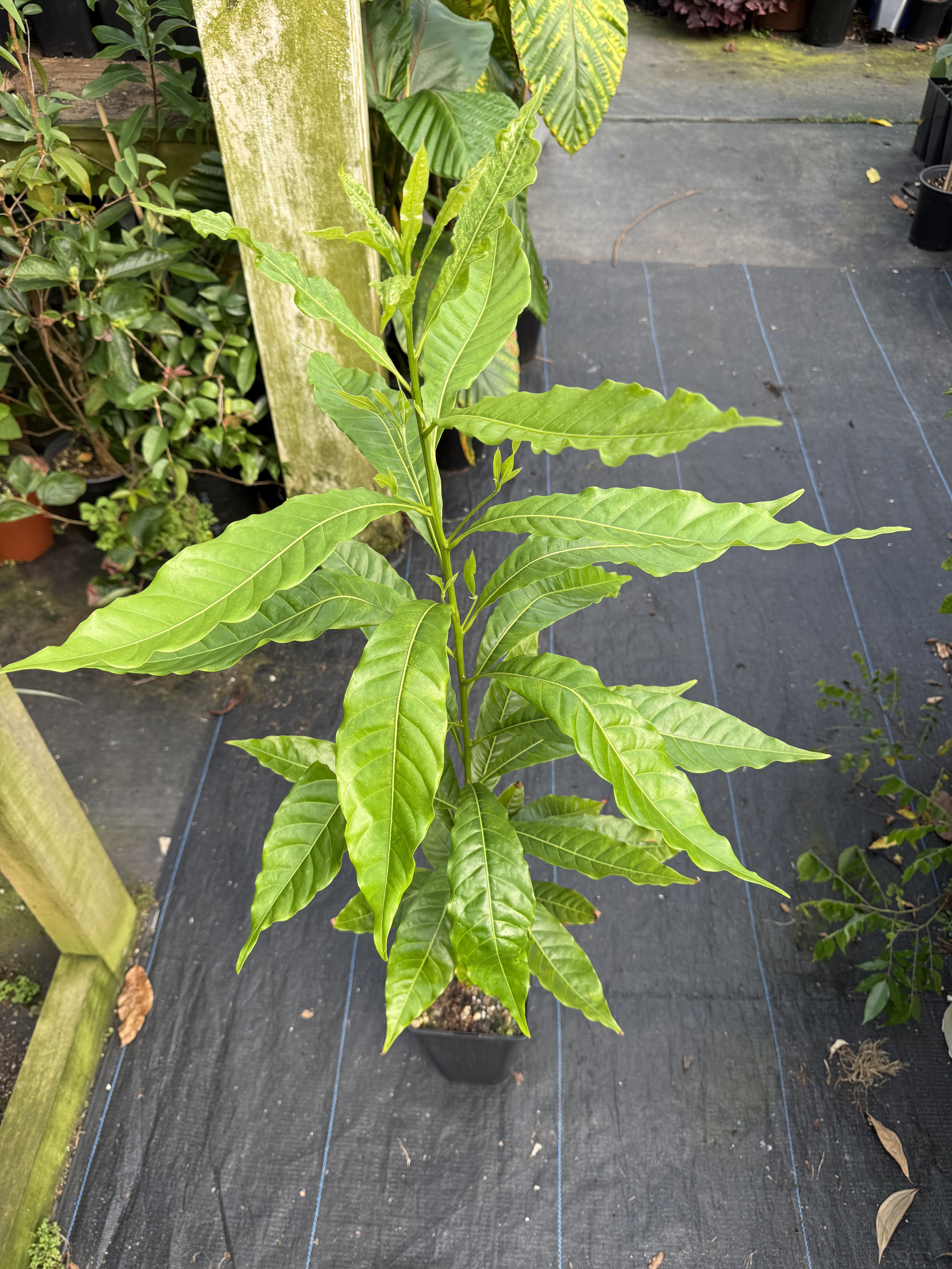 Abiu plant flyingdragonnursery