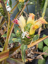 Insulin Plant - Painted Spiral Ginger (yellow flower) flyingdragonnursery
