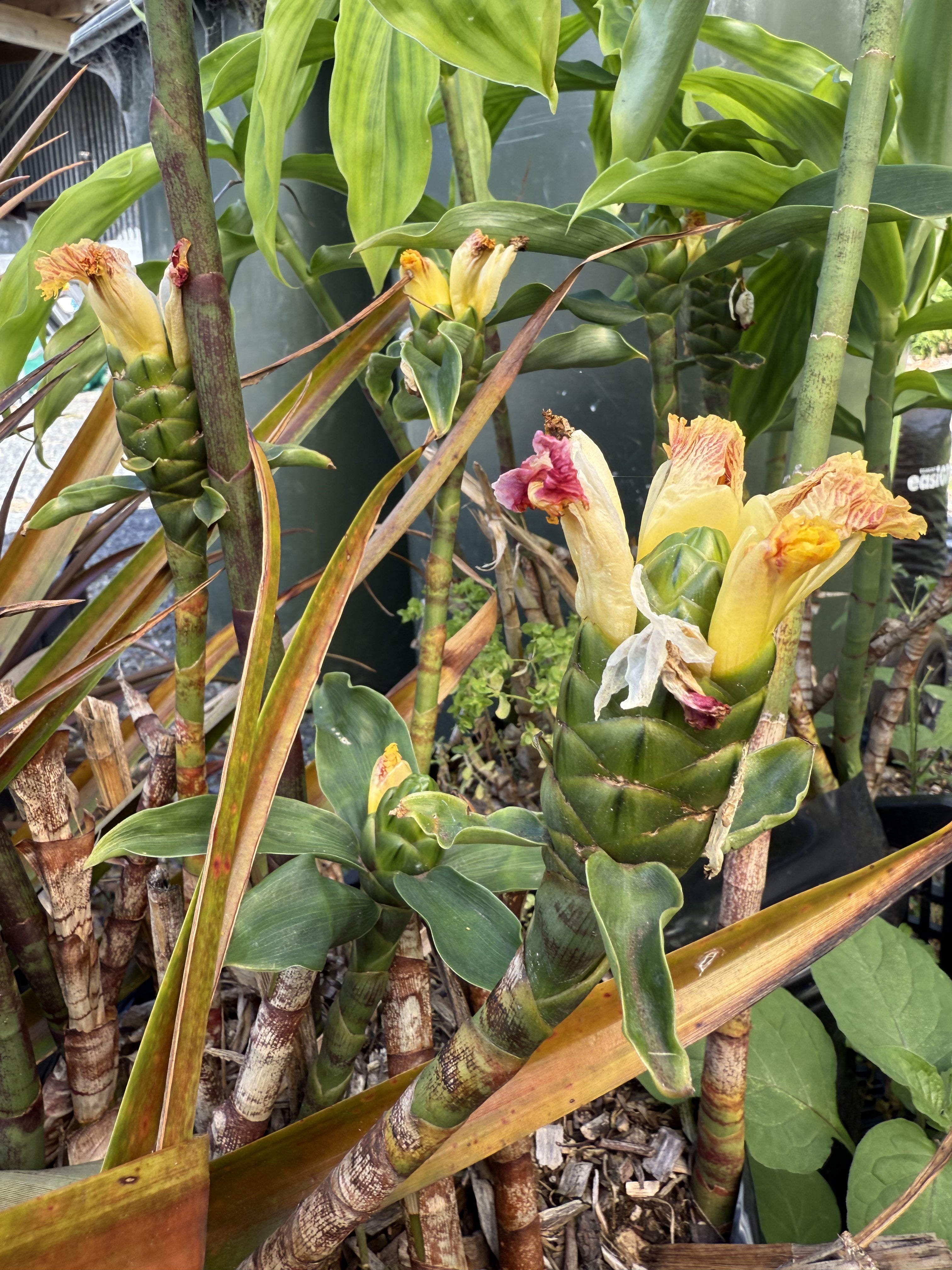 Insulin Plant - Painted Spiral Ginger (yellow flower) flyingdragonnursery