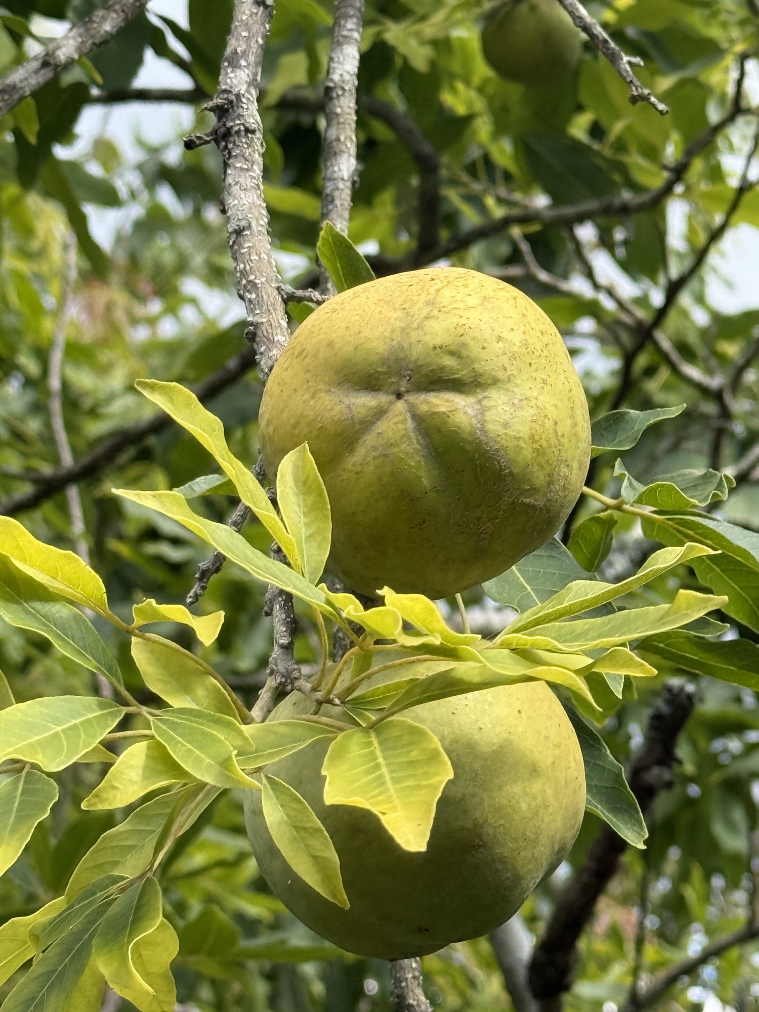 Casimiroa -  Yellow - Grafted flyingdragonnursery