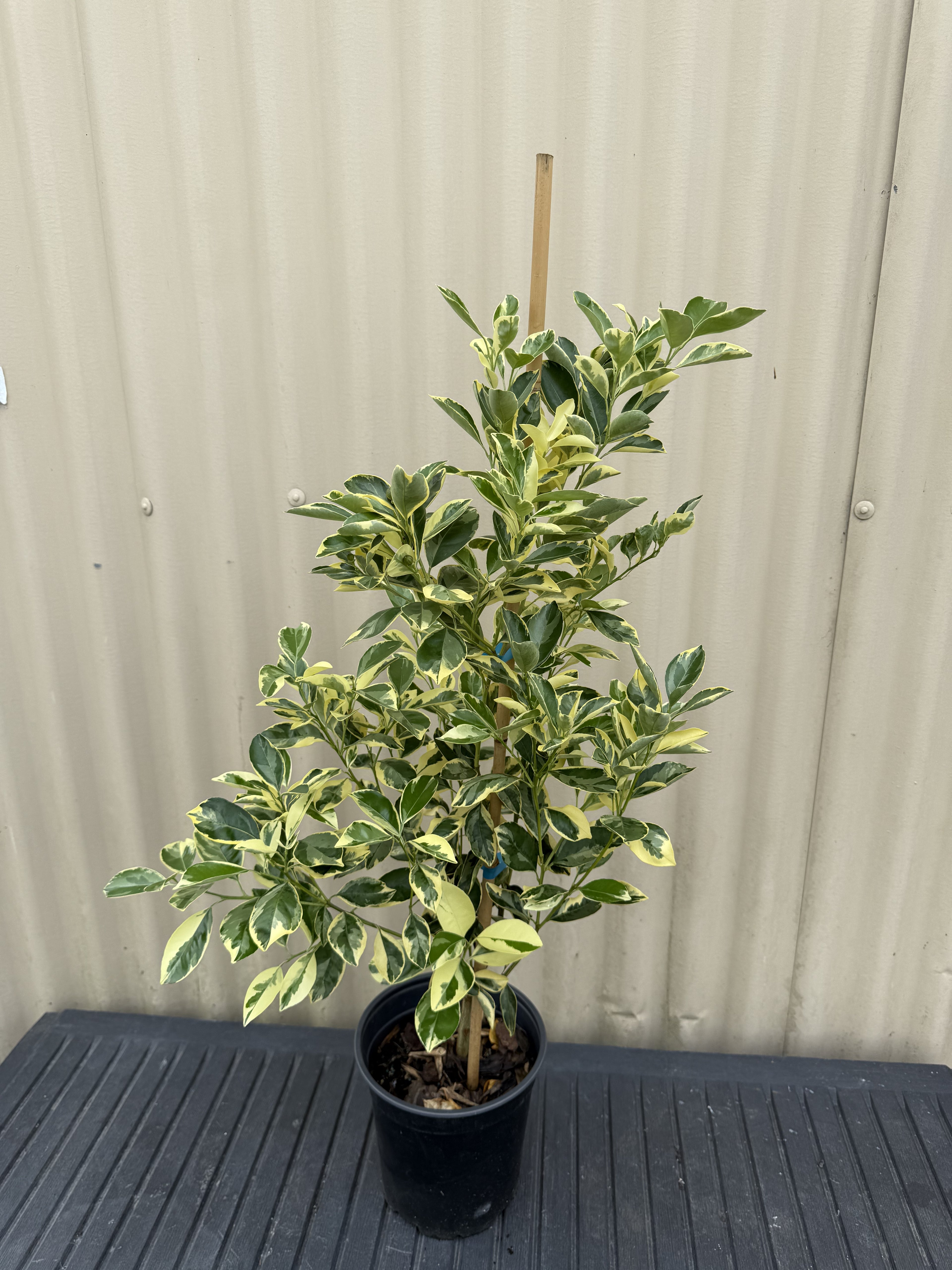 Calamansi - Variegated flyingdragonnursery