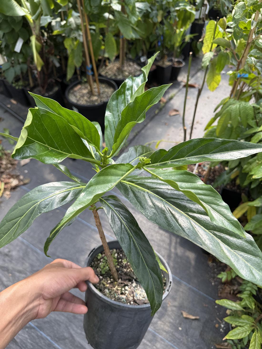 Noni plant flyingdragonnursery