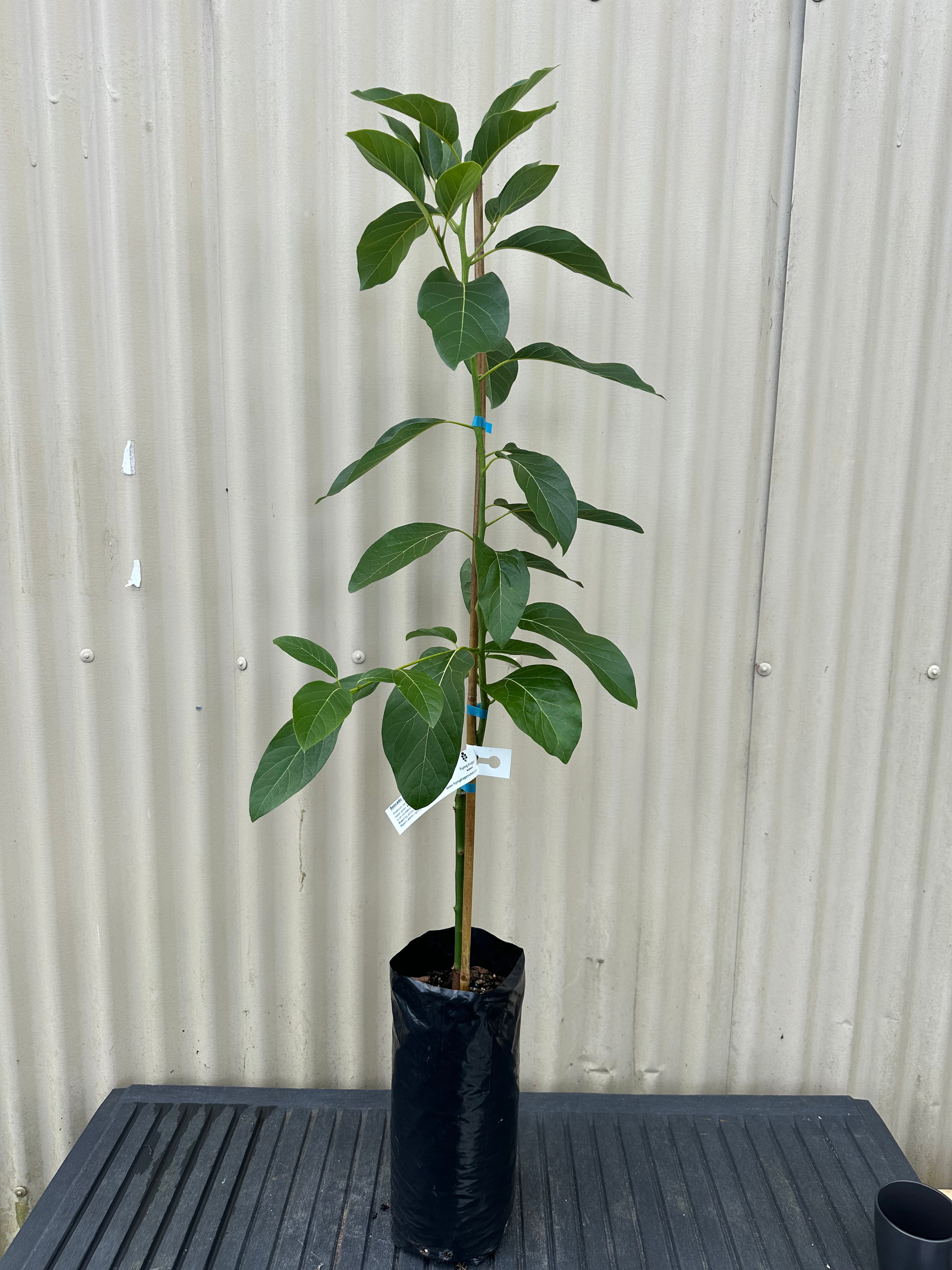 Avocado - Mexicola - Cold hardy - Autumn ripening flyingdragonnursery