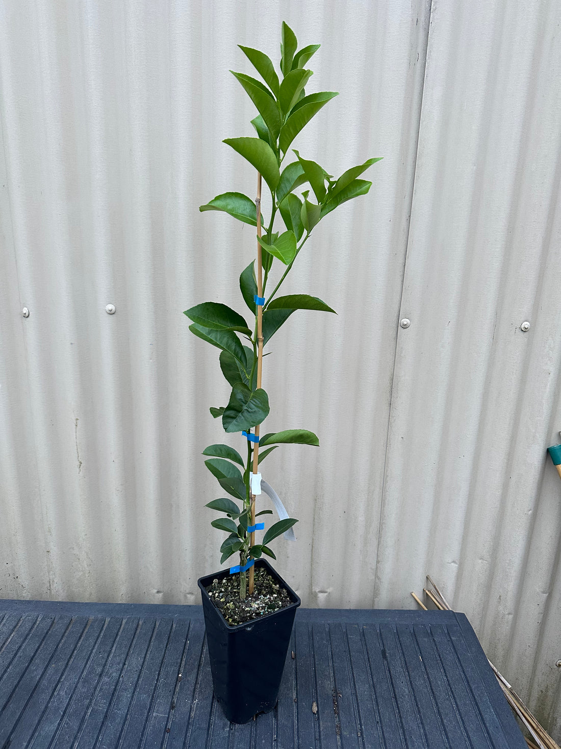Lemon - Kaipara (limetta lemon, or sweet lemon) flyingdragonnursery