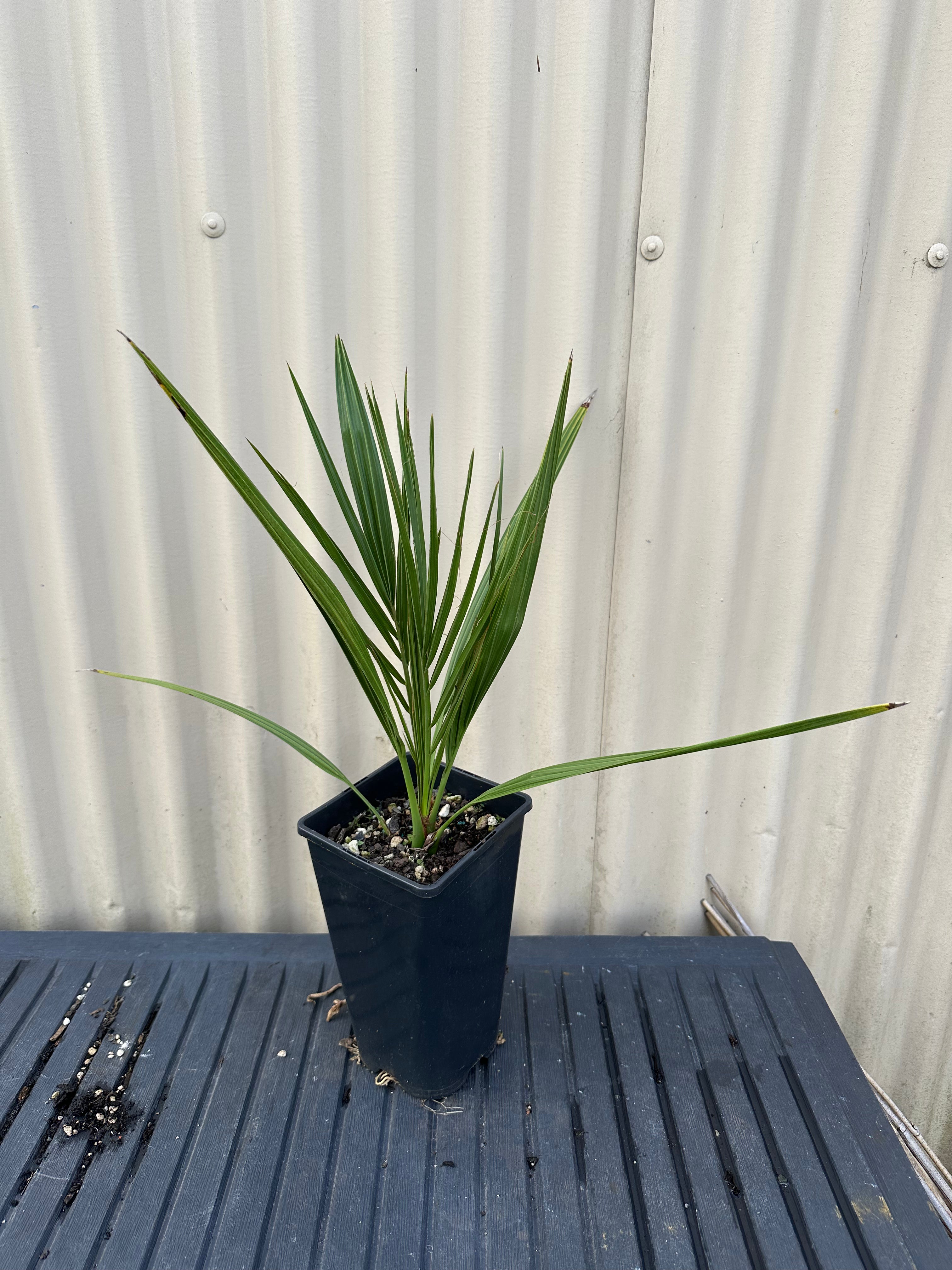 Medjool Date Palm flyingdragonnursery