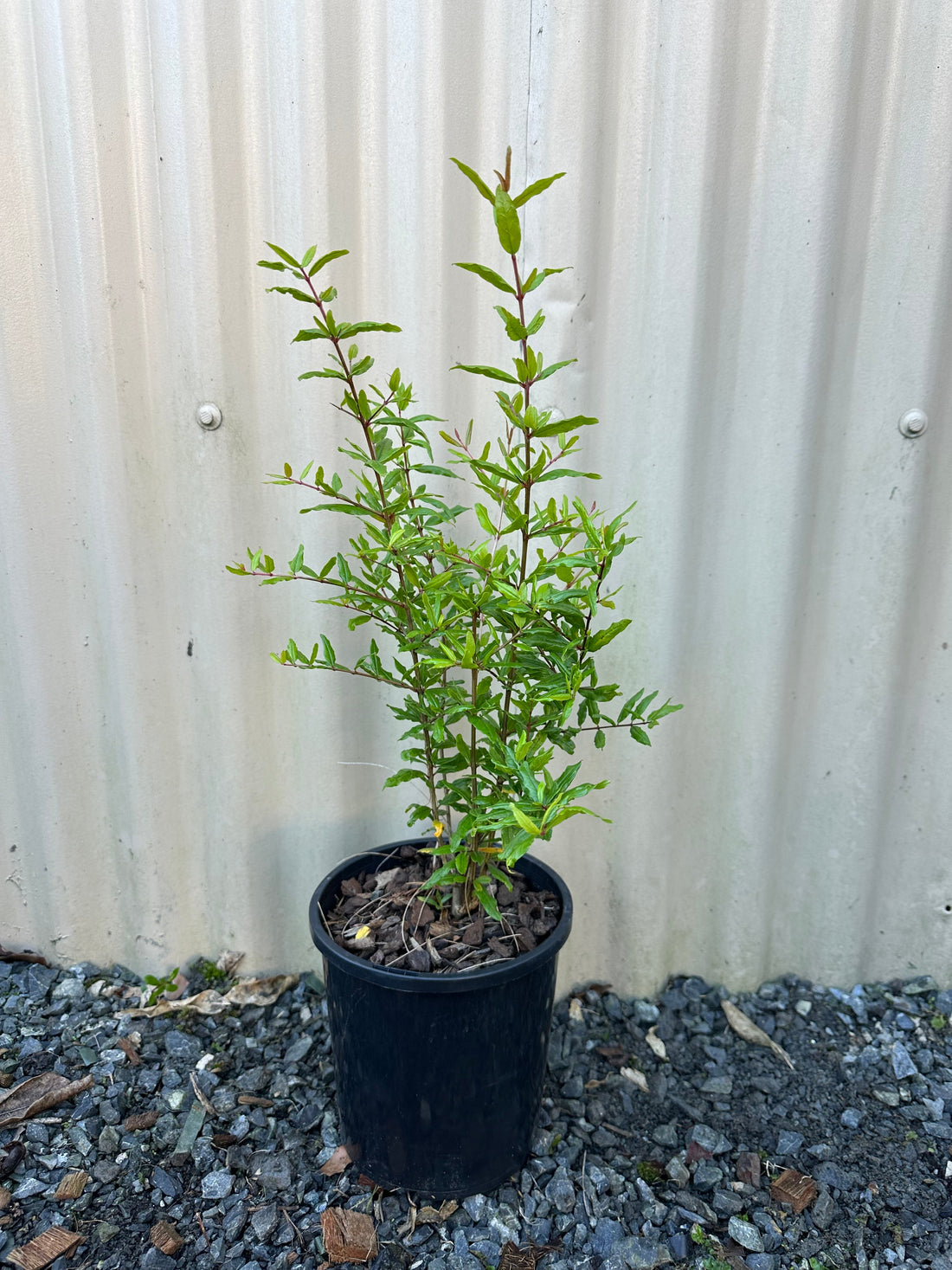 Pomegranate - Granatum flyingdragonnursery