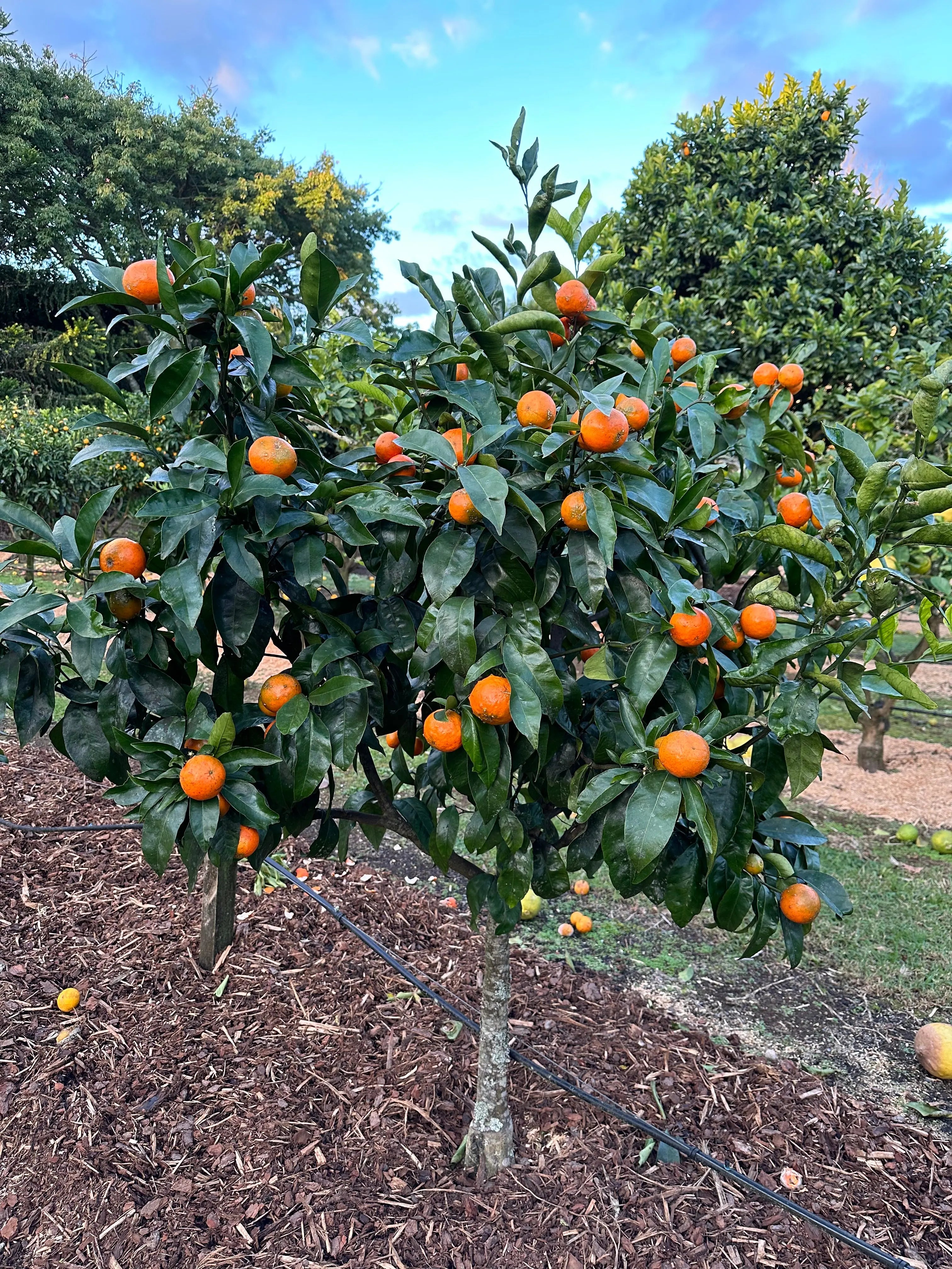 Mandarin - Bay Zest - flyingdragonnursery