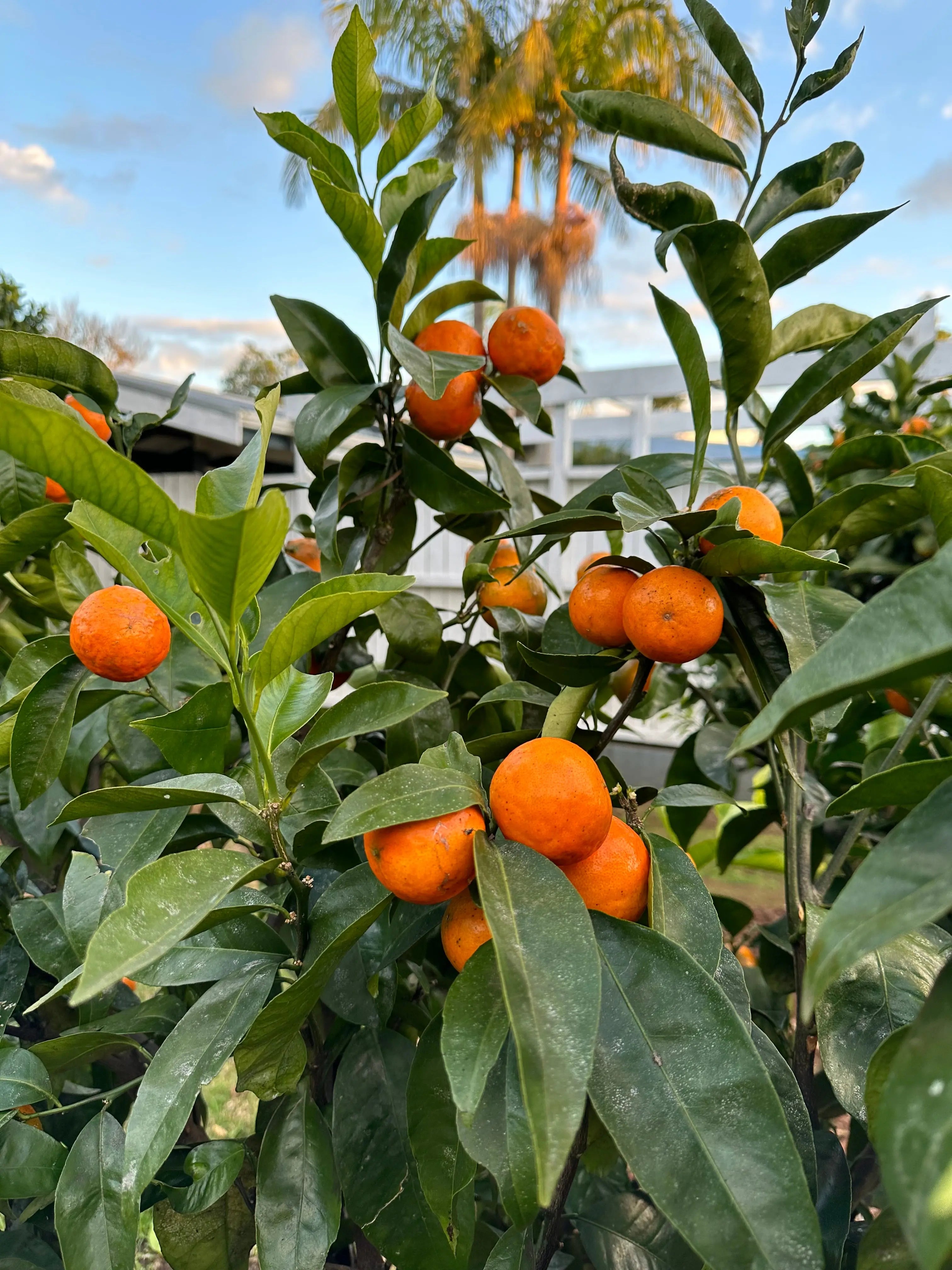 Mandarin - Bay Zest - flyingdragonnursery