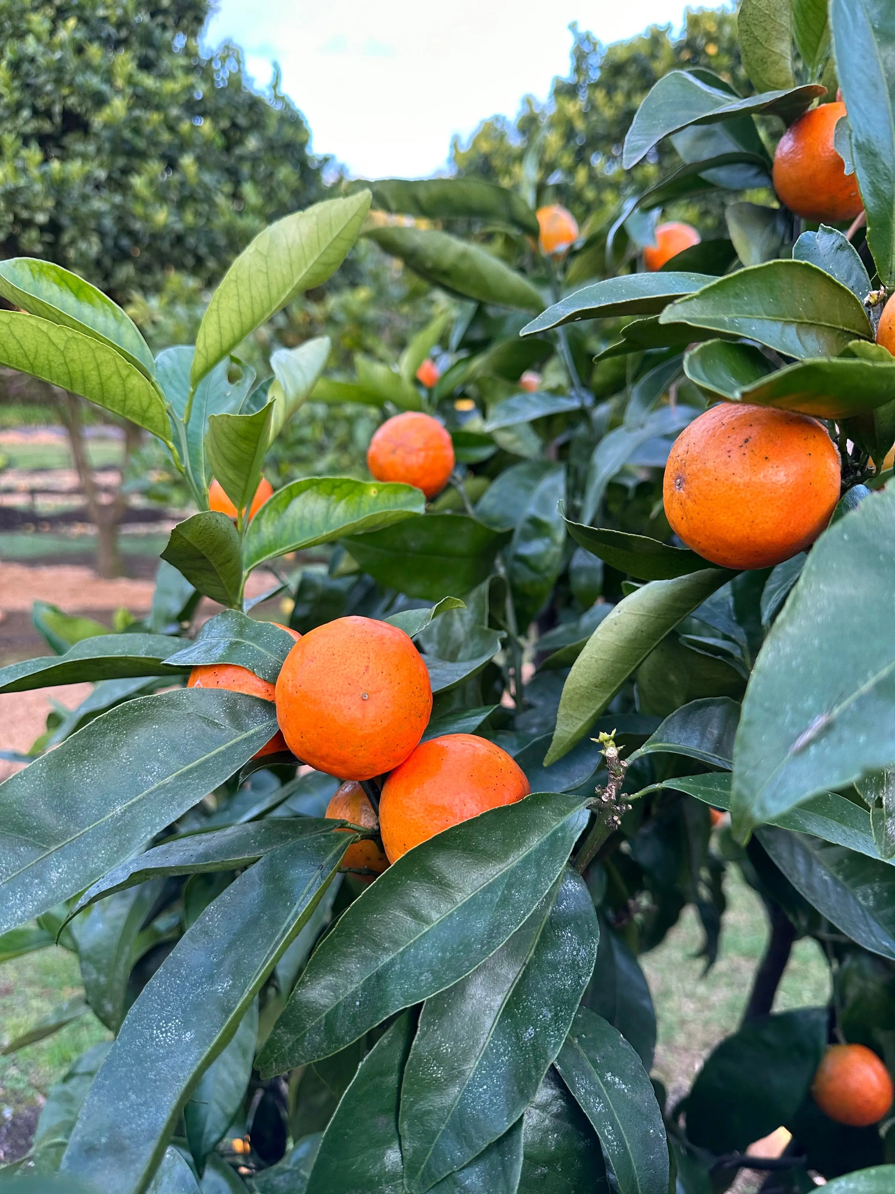 Mandarin - Bay Zest - flyingdragonnursery
