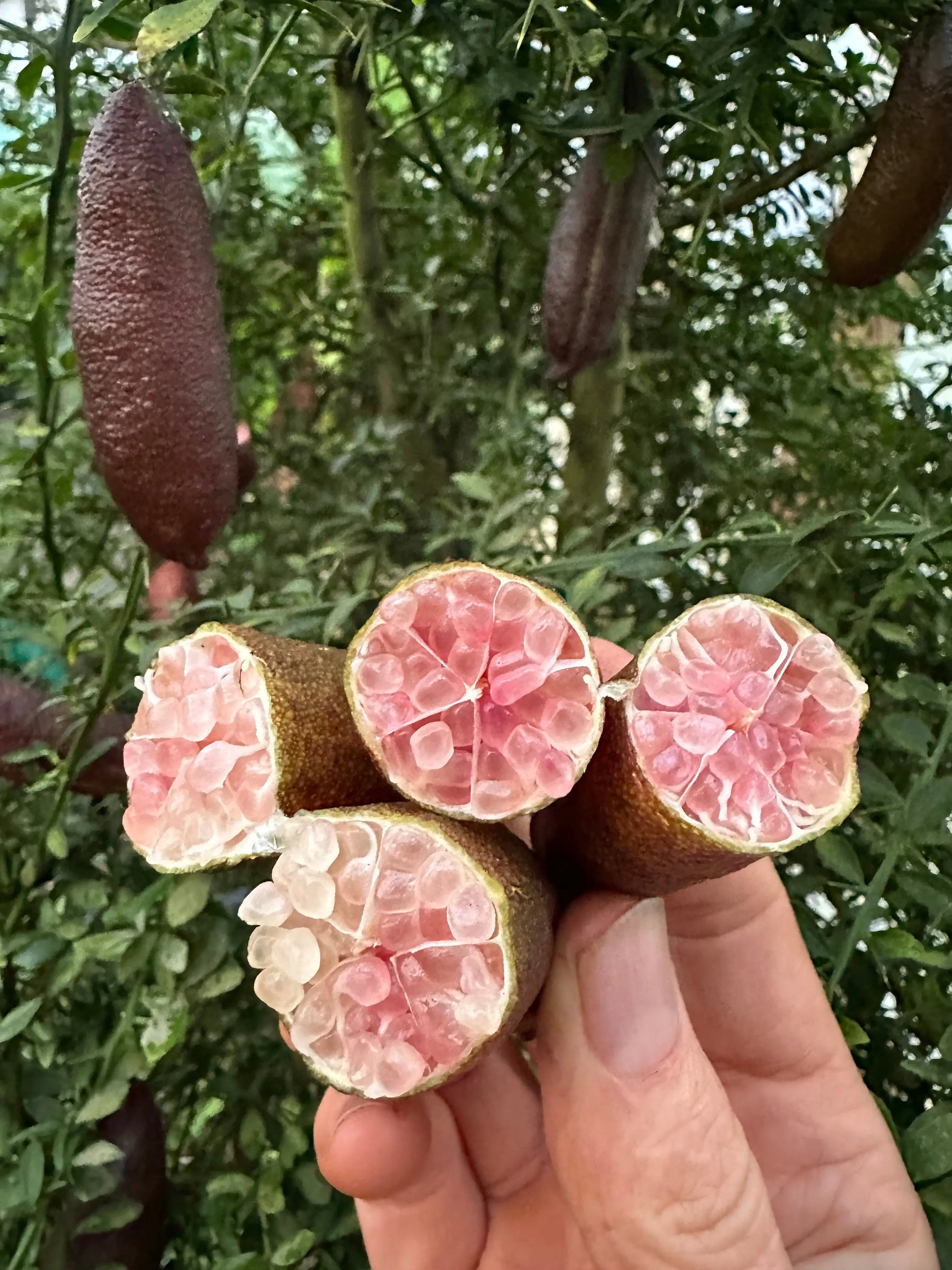 Finger Lime - Brown - Grafted (Pink flesh)