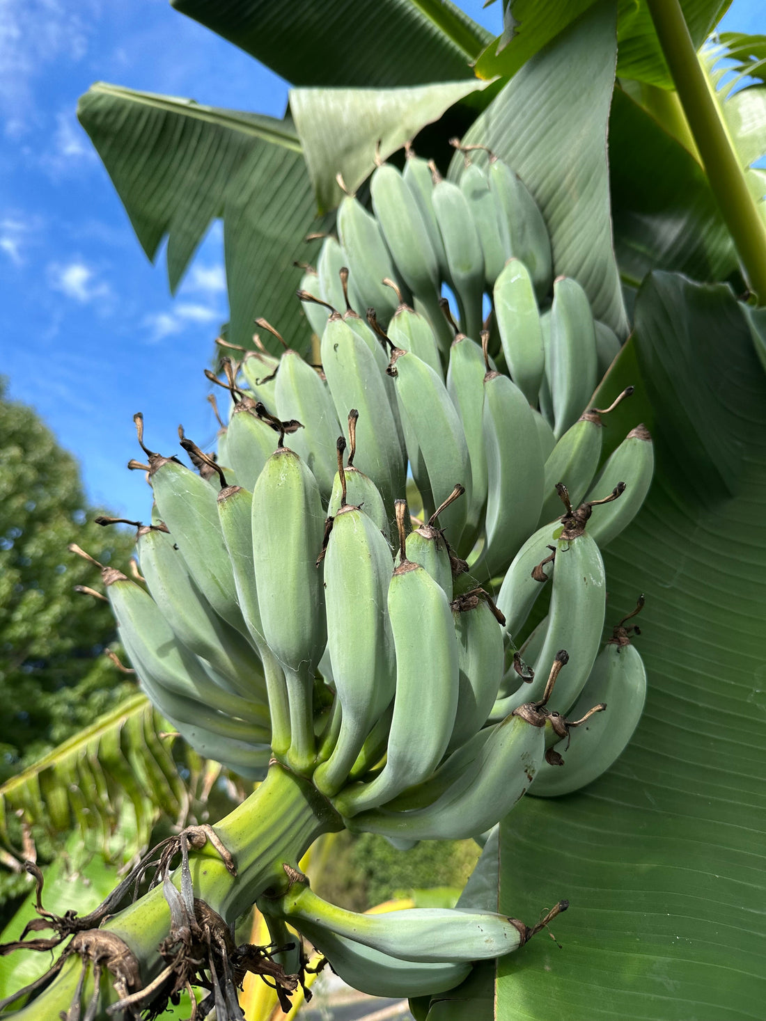 Banana - Blue Java (cold-hardy) flyingdragonnursery