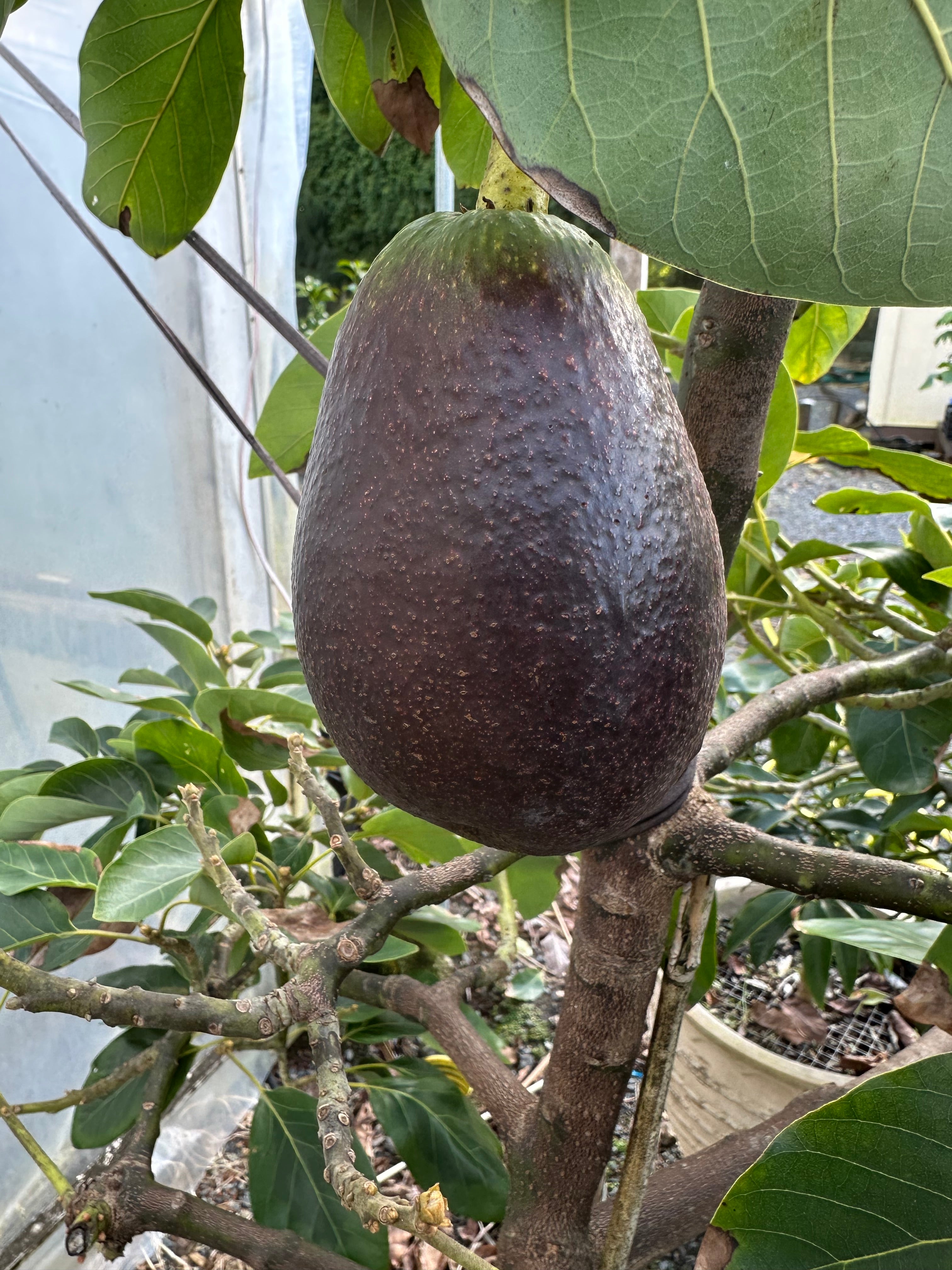 Avocado - Mexicola Grande - Cold hardy